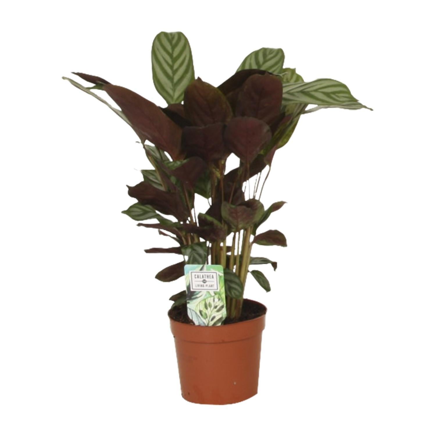 Calathea Compactstar - Ø12 ↕40