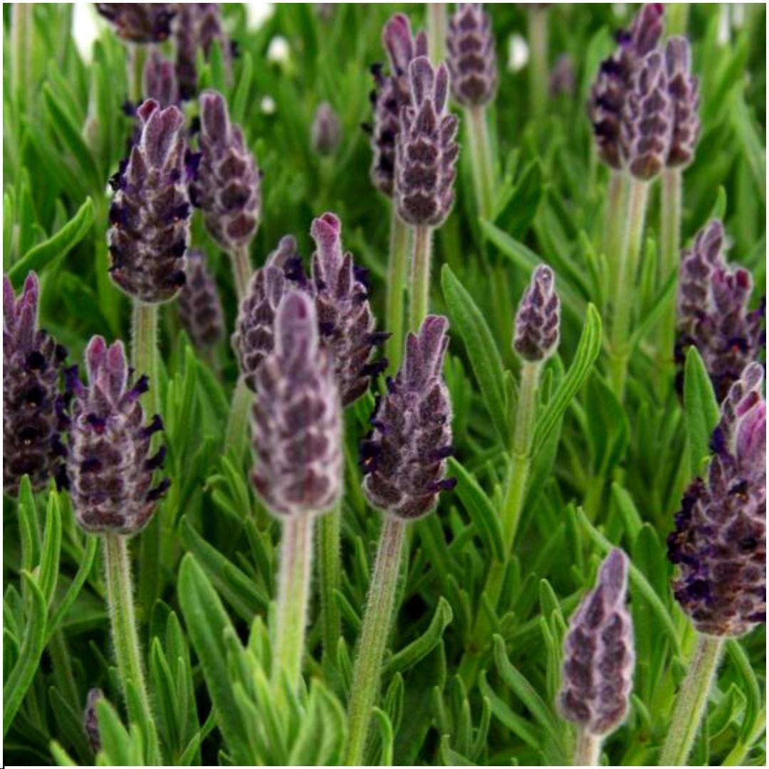 Lavandula stoechas Anouk® - 12 cm Topf - Set mit 6 französischen Lavendelpflanzen