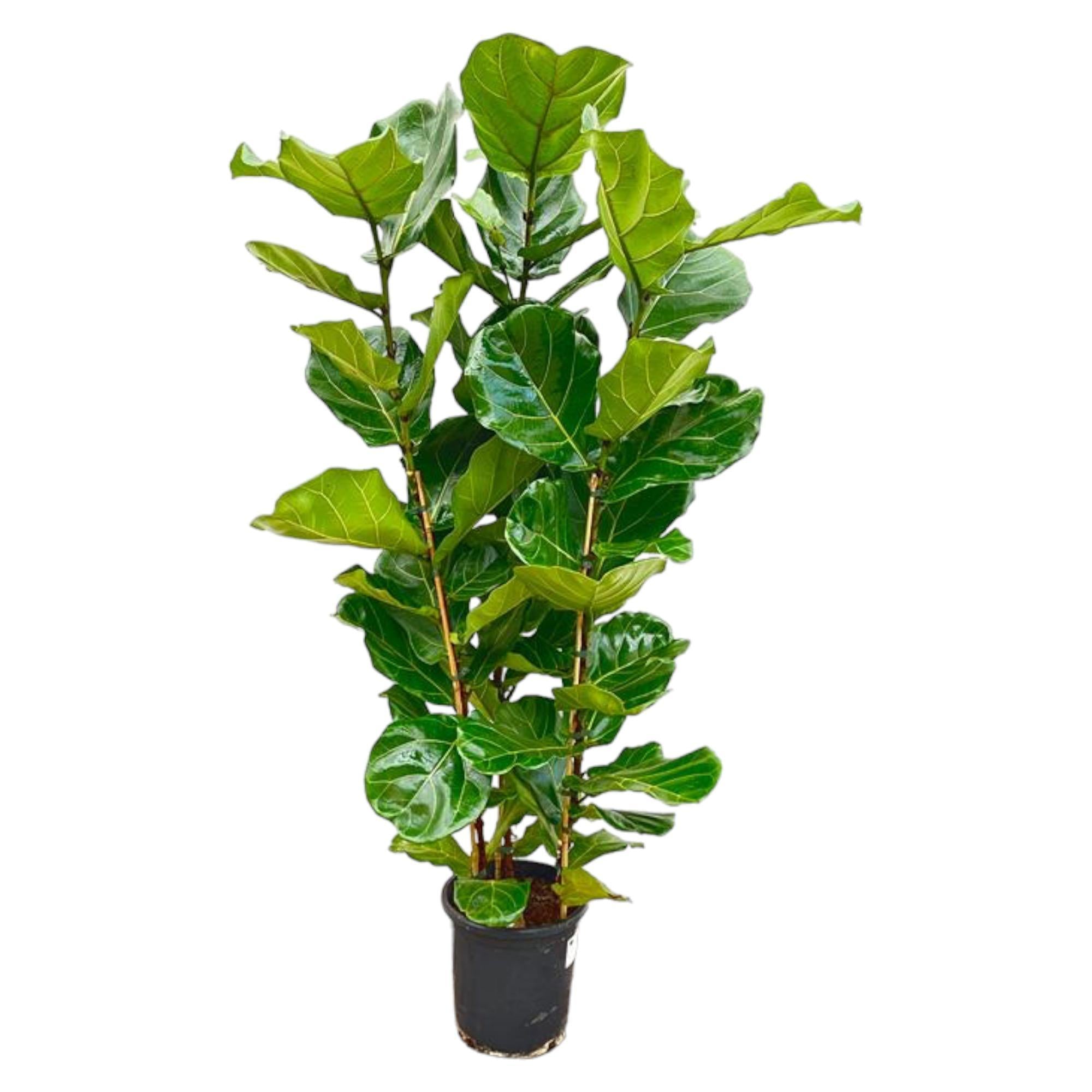 Geigenfeige - Ficus Lyrata Strauch - 160 cm - Ø30