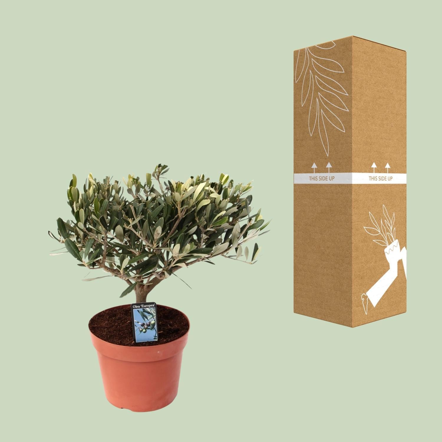 Olea Olive - Ø15cm - ↕35cm