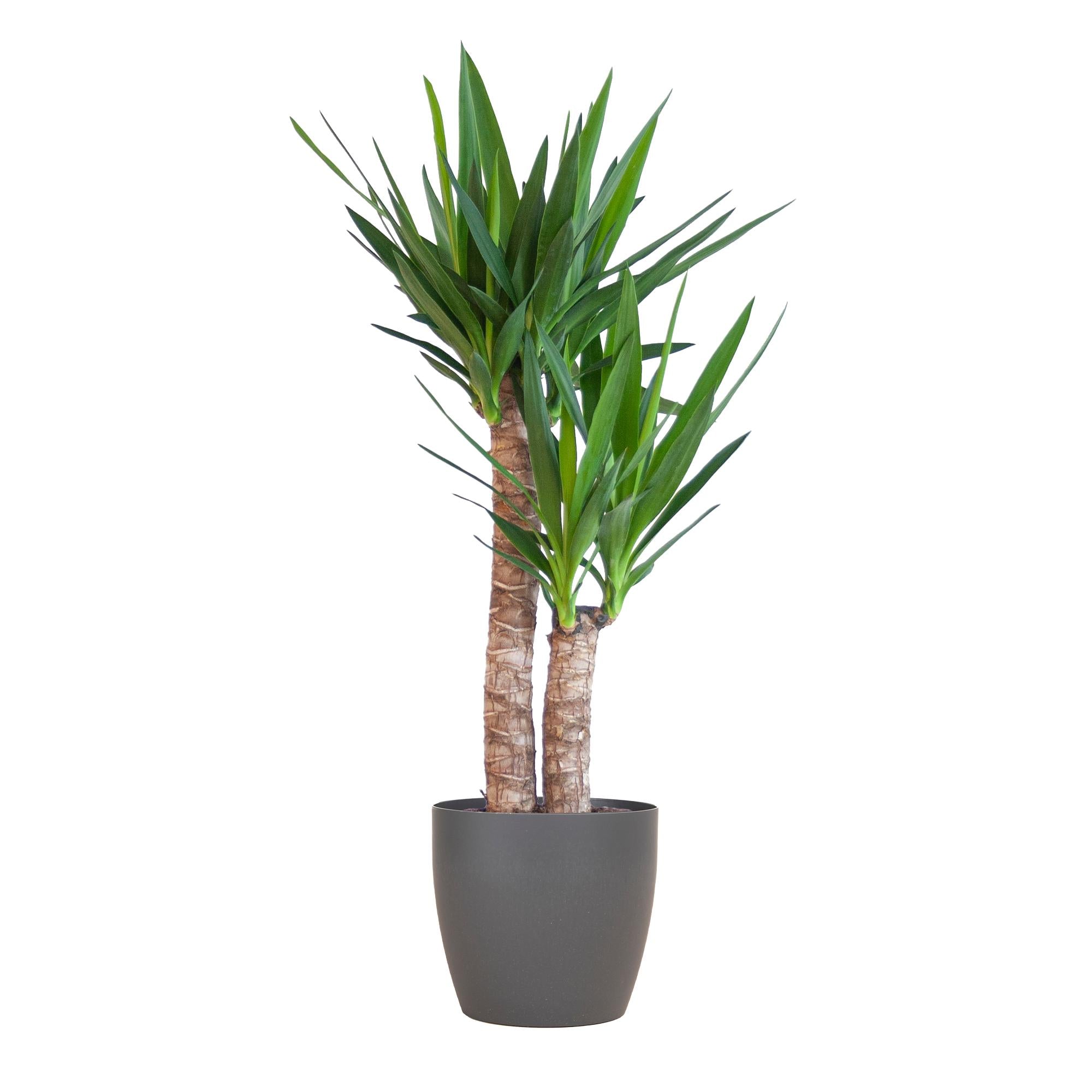 Yucca Elephantipes mit Viber Topf Schwarz - 90cm - Ø21