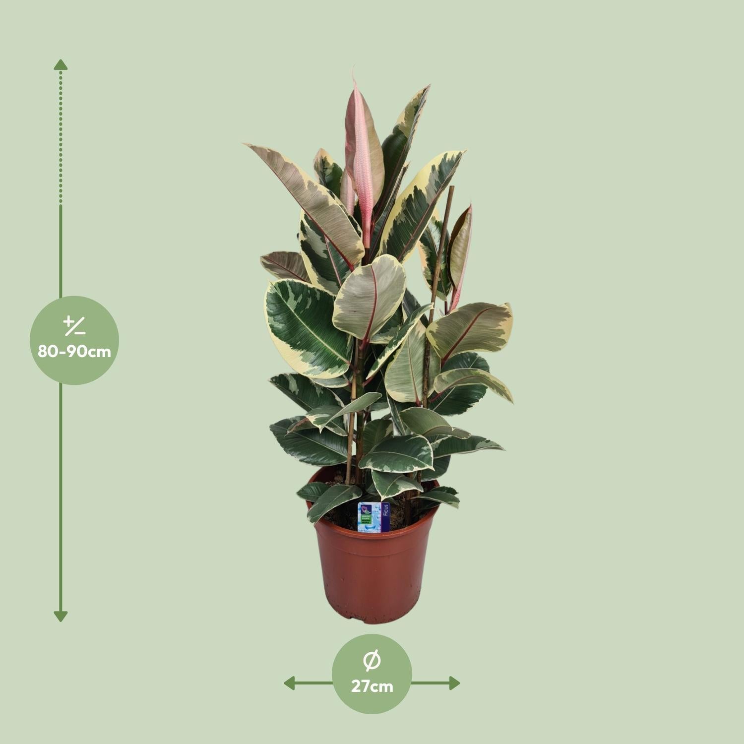 Gummibaum Ficus Elastica Tineke - Ø27cm - ↕85cm