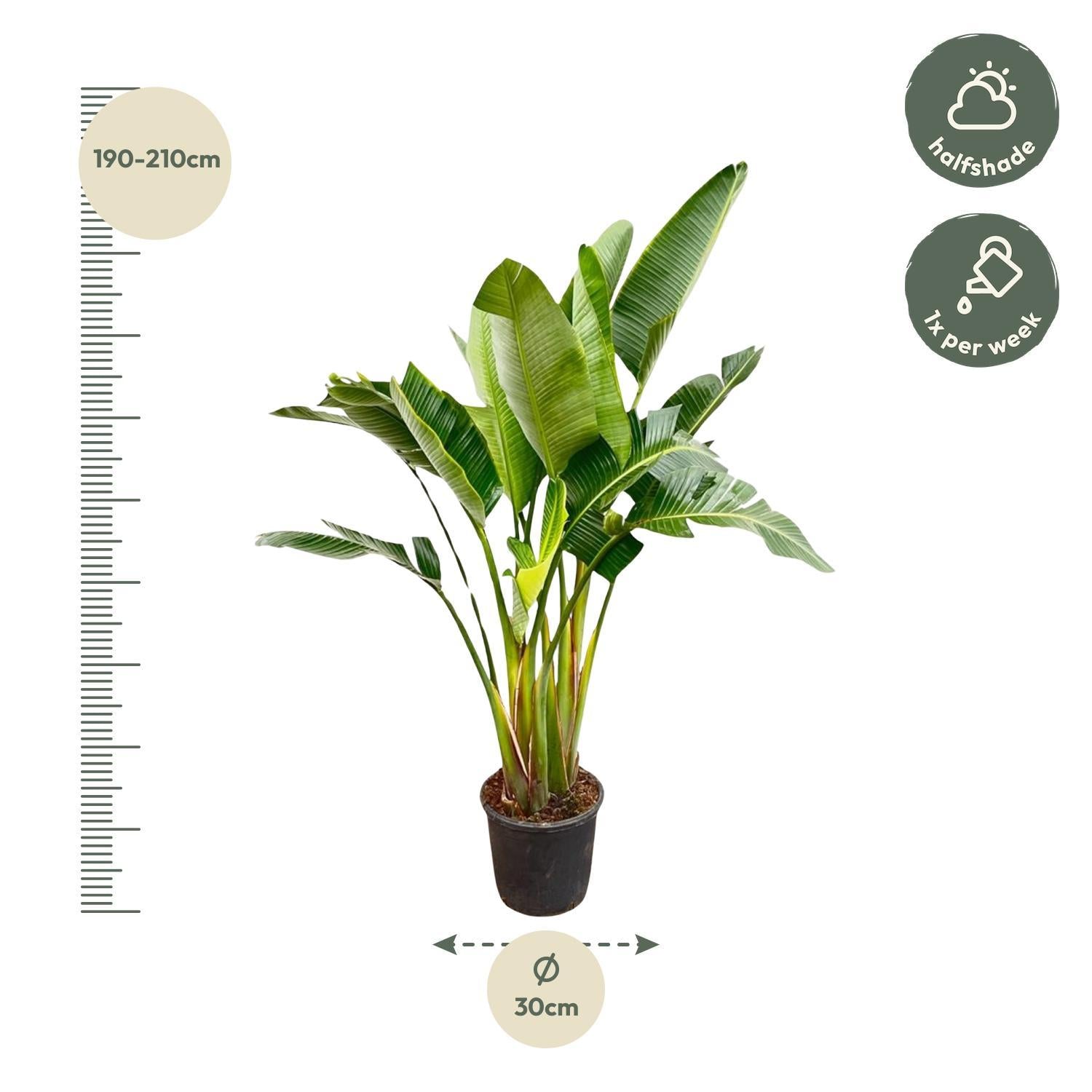 Strelitzia Augusta multi stamm - 200cm - ø30