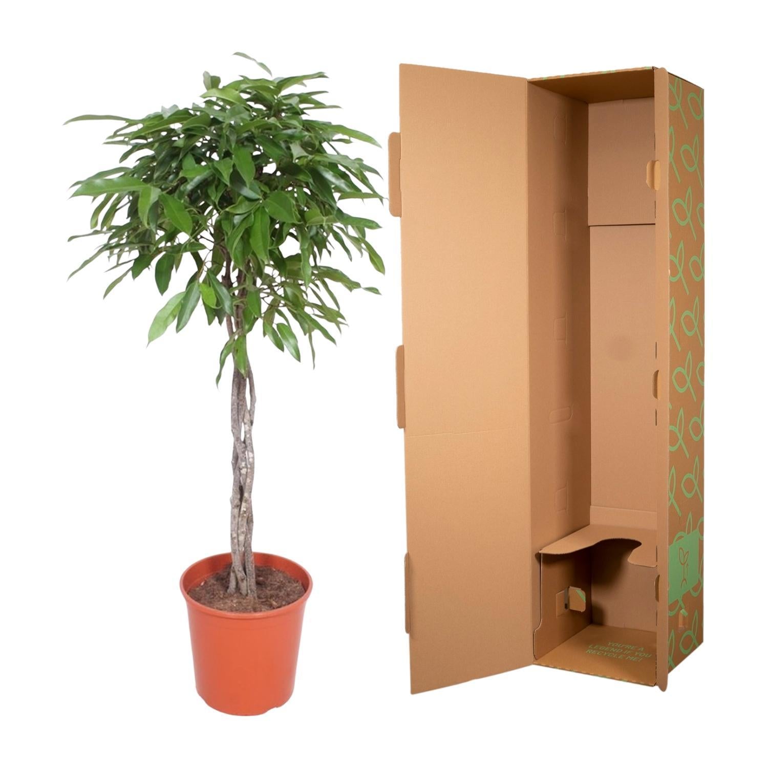 Gummibaum - Ficus Amstel King geflochtener Stamm - 150 cm - ø30