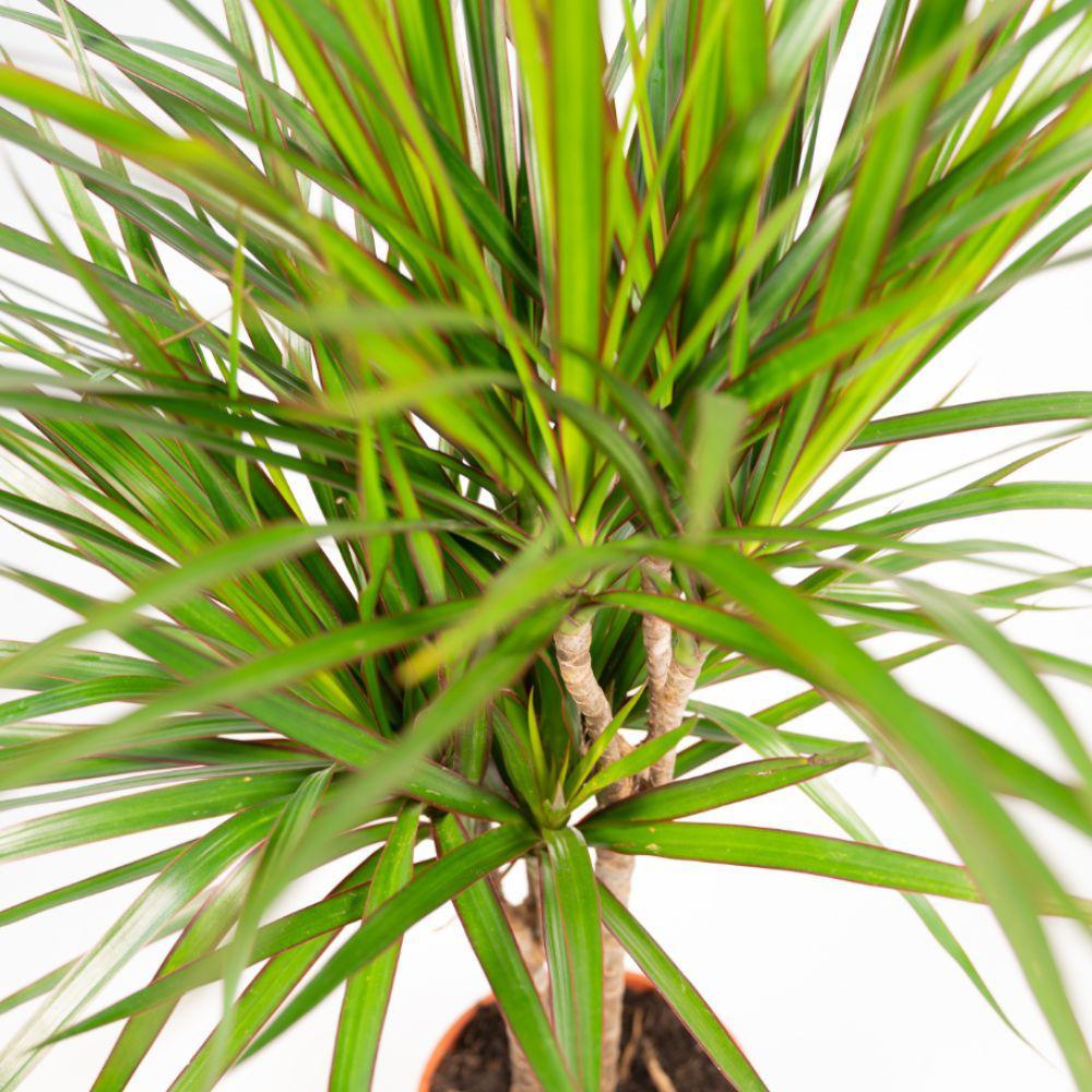 Drachenbaum Marginata - Dracaena Marginata - Ø17cm - ↕90cm