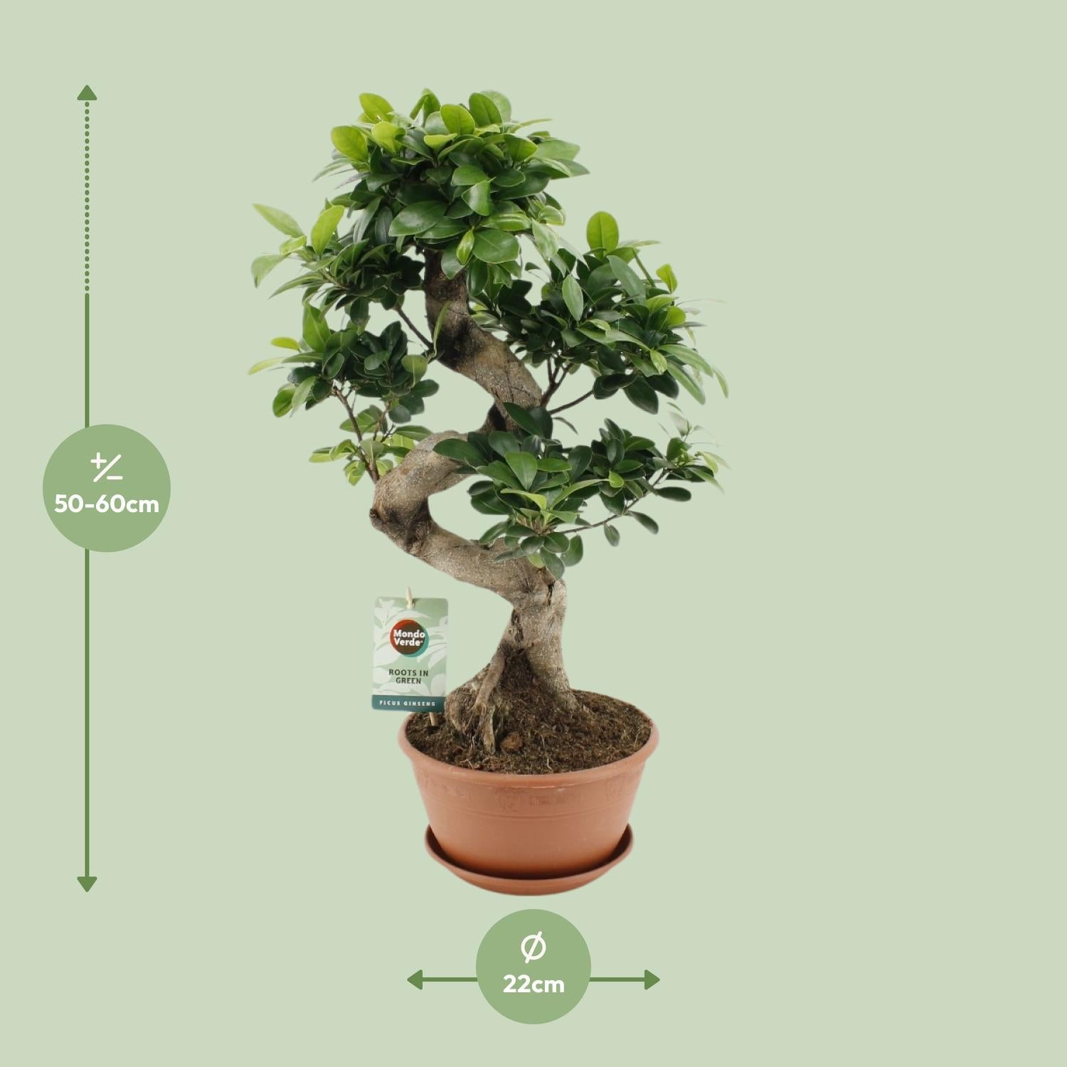 Ficus microcarpa Ginseng - Ø22cm - ↕60cm