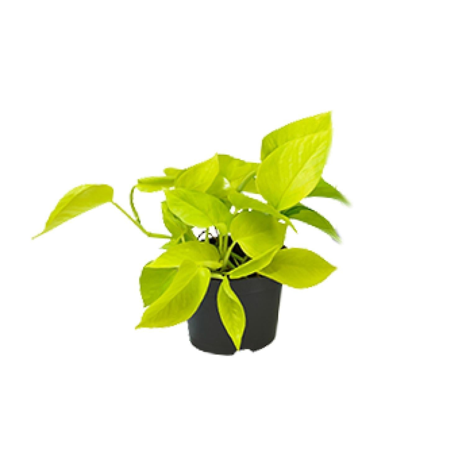 Efeutute - Epipremnum Aureum Scandens - Ø12 - ↨15cm