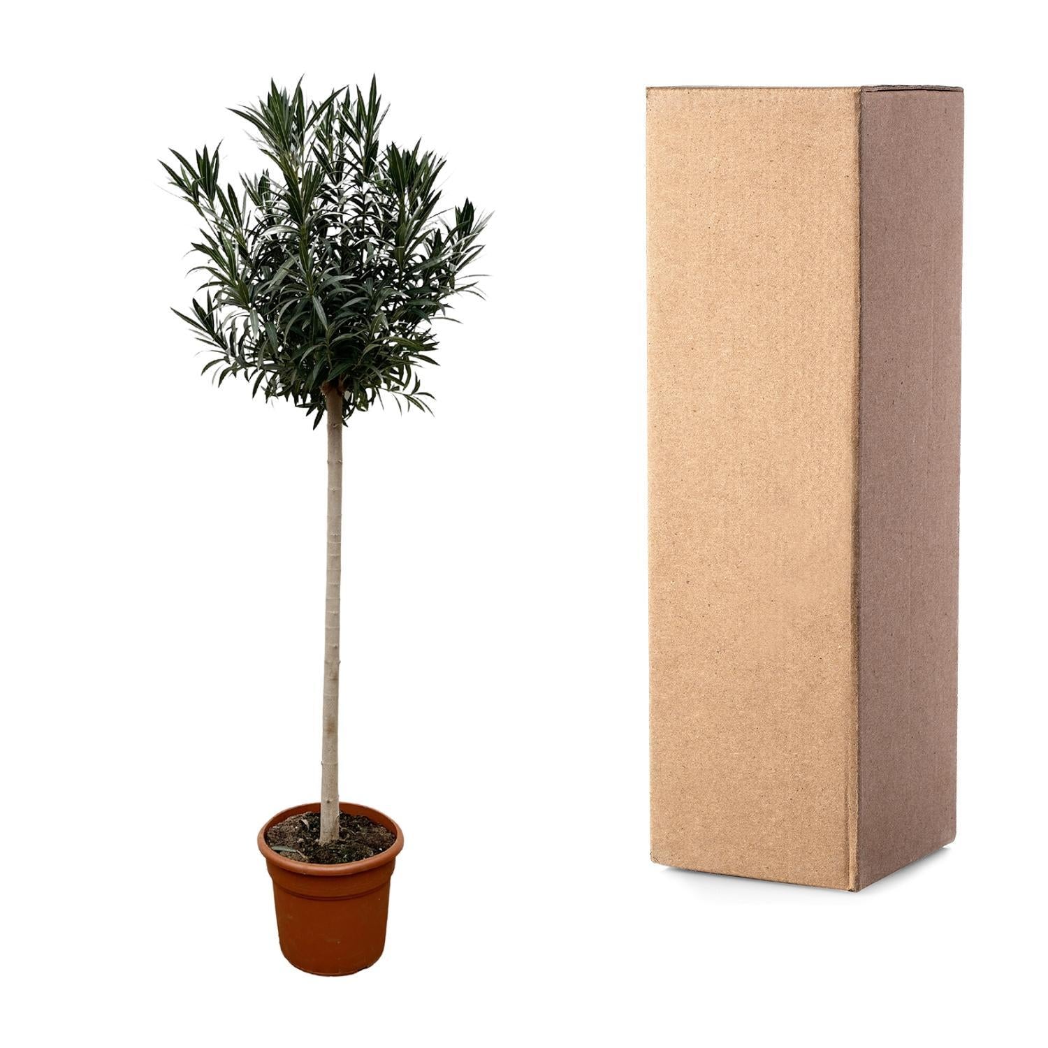 Nerium Oleander auf Stiel mit rosa Blüte – 110 cm – Ø22