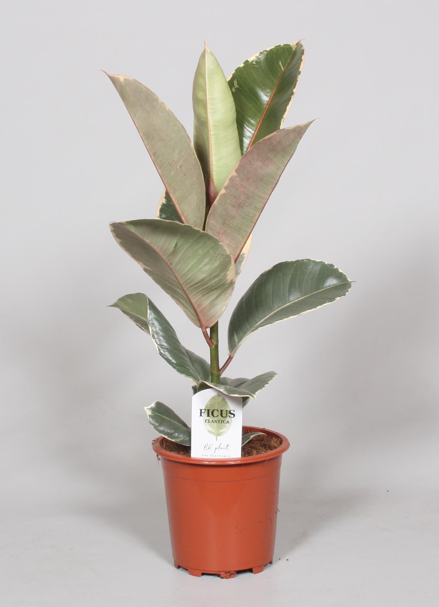 Gummibaum Ficus Elastica Tineke - Ø17cm - ↕60cm