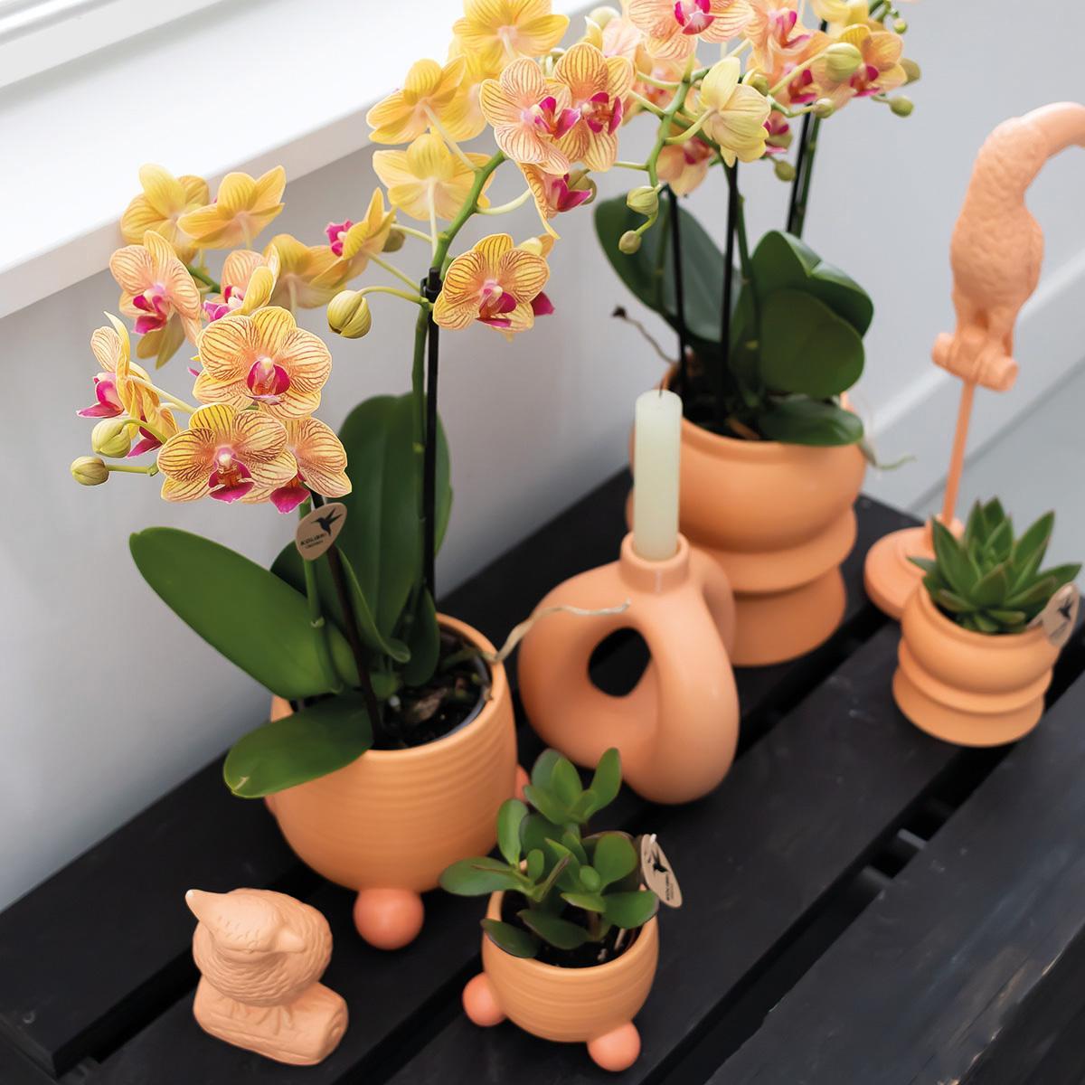 Kolibrie-orchideeën | Oranje Phalaenopsis orchidee - Jamaica + sierpot perzik - potmaat Ø9cm - 35cm hoog | bloeiende kamerplant in een bloempot - vers van de veredelaar