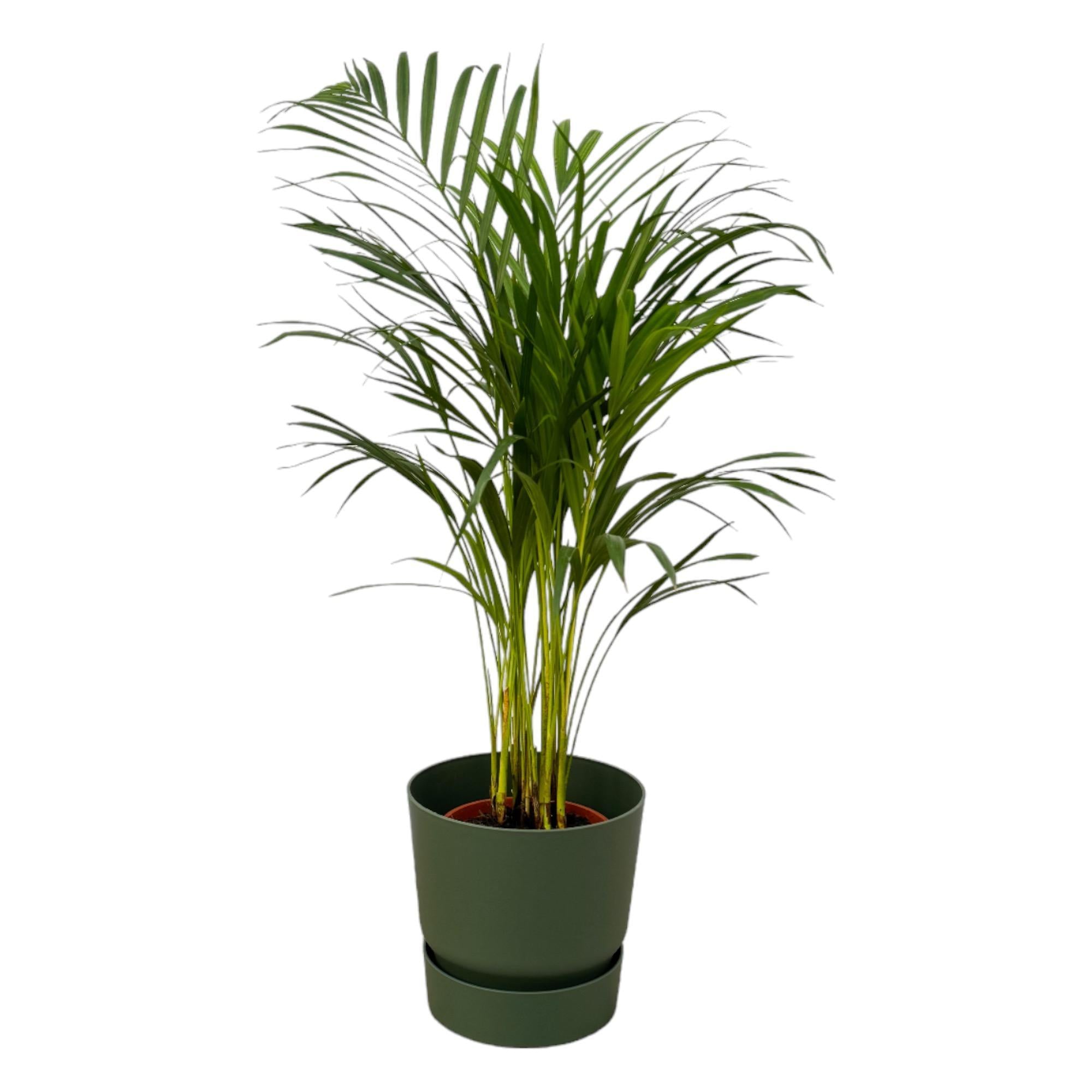 Arecapalme Dypsis lutescens  – ↨85 cm – Ø19 cm inklusive elho Greenville Round Topf grün D24xH23