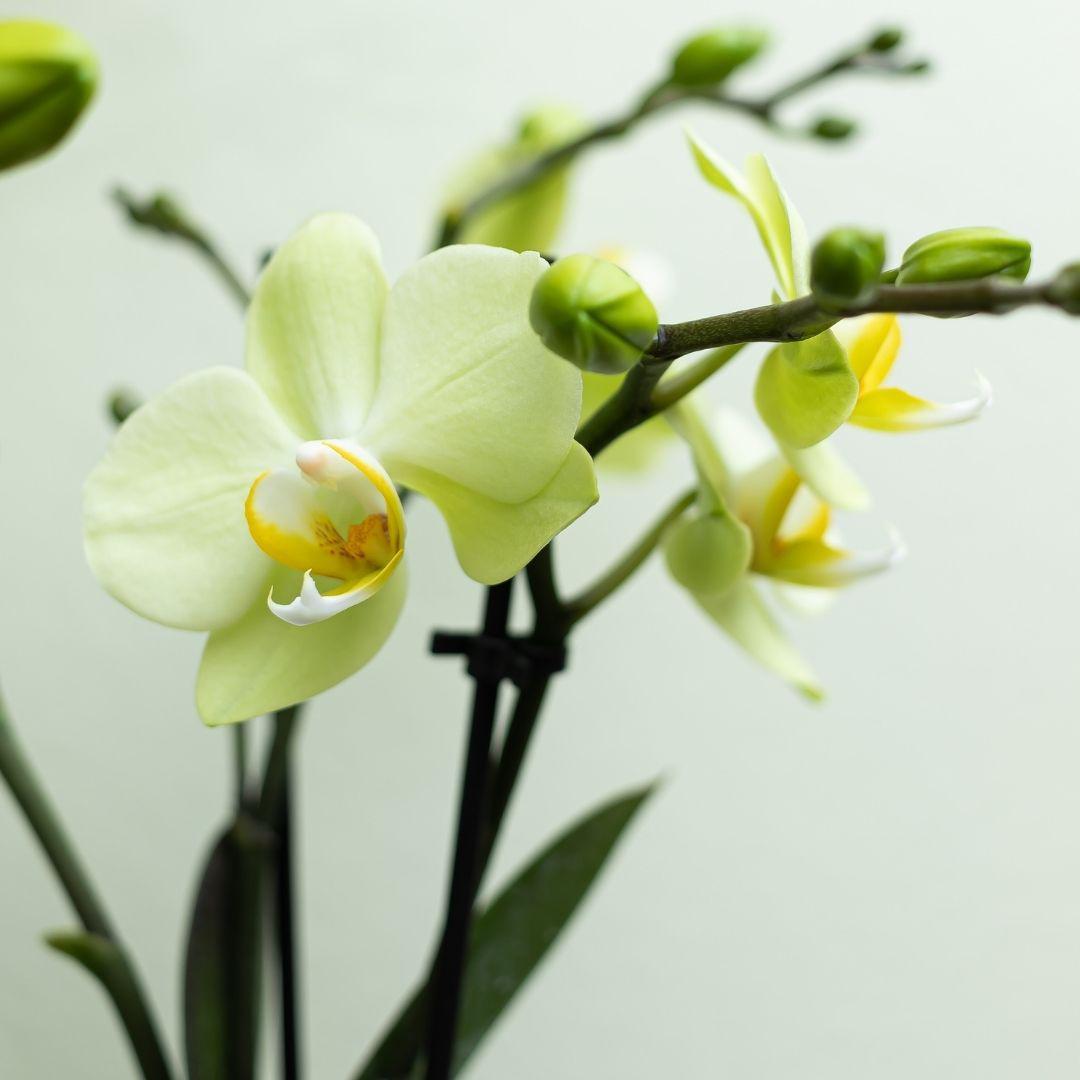 Kolibrie-orchideeën | gele Phalaenopsis orchidee potmaat Ø9cm|bloeiende kamerplant - vers van de veredelaar