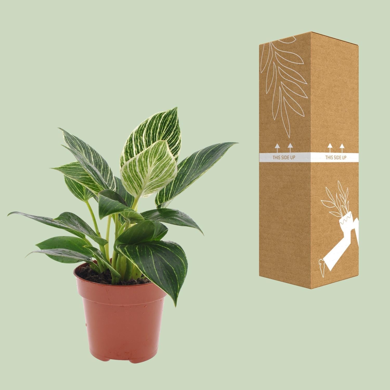 Philodendron Witte Golf - Ø12cm - ↕25cm