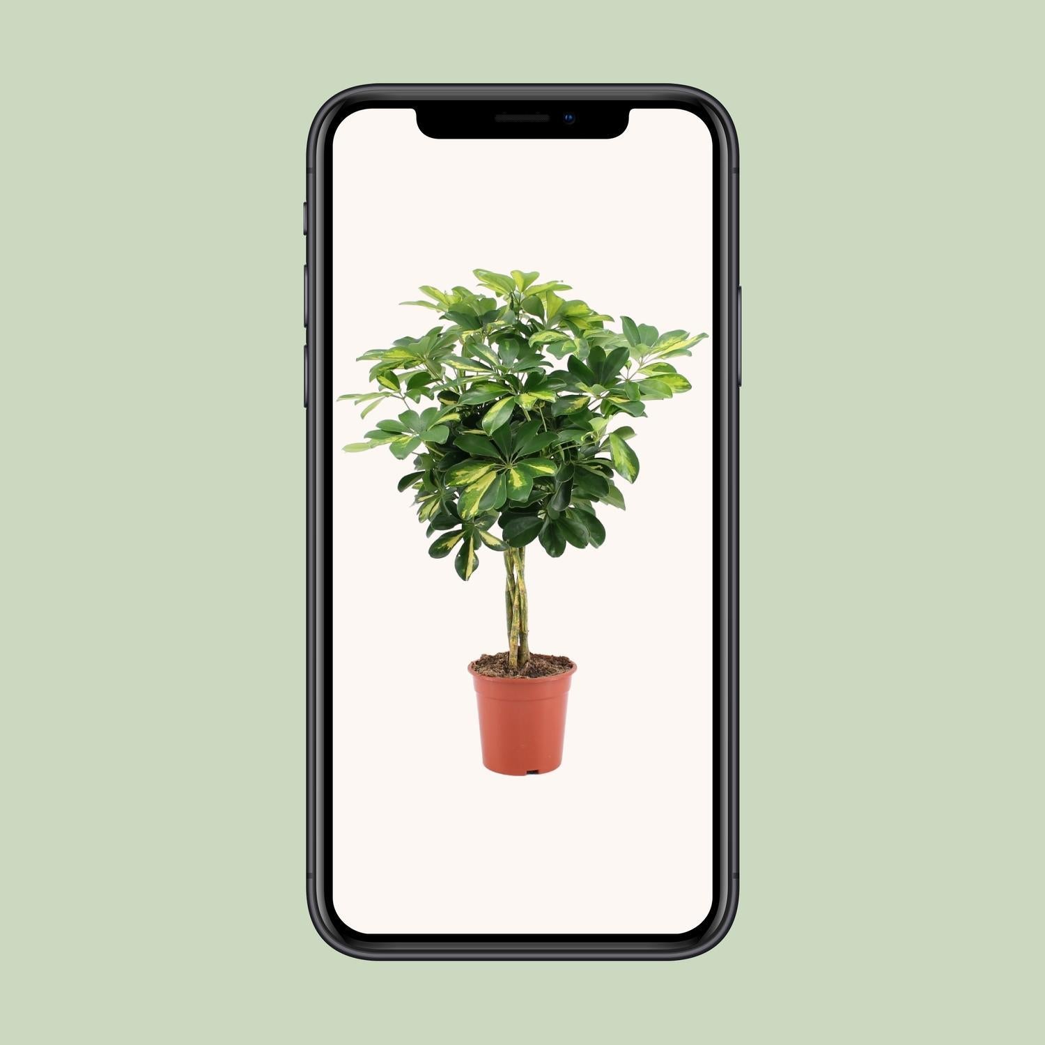 Schefflera Arboricola Gold Capella - Ø19cm - ↕75cm