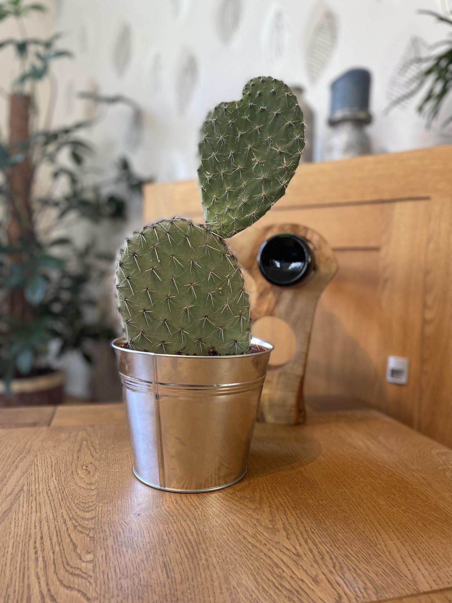 Feigenkaktus - Opuntia Vijgcactus- 17cmØ- 30-40cm Höhe im Zink Topf