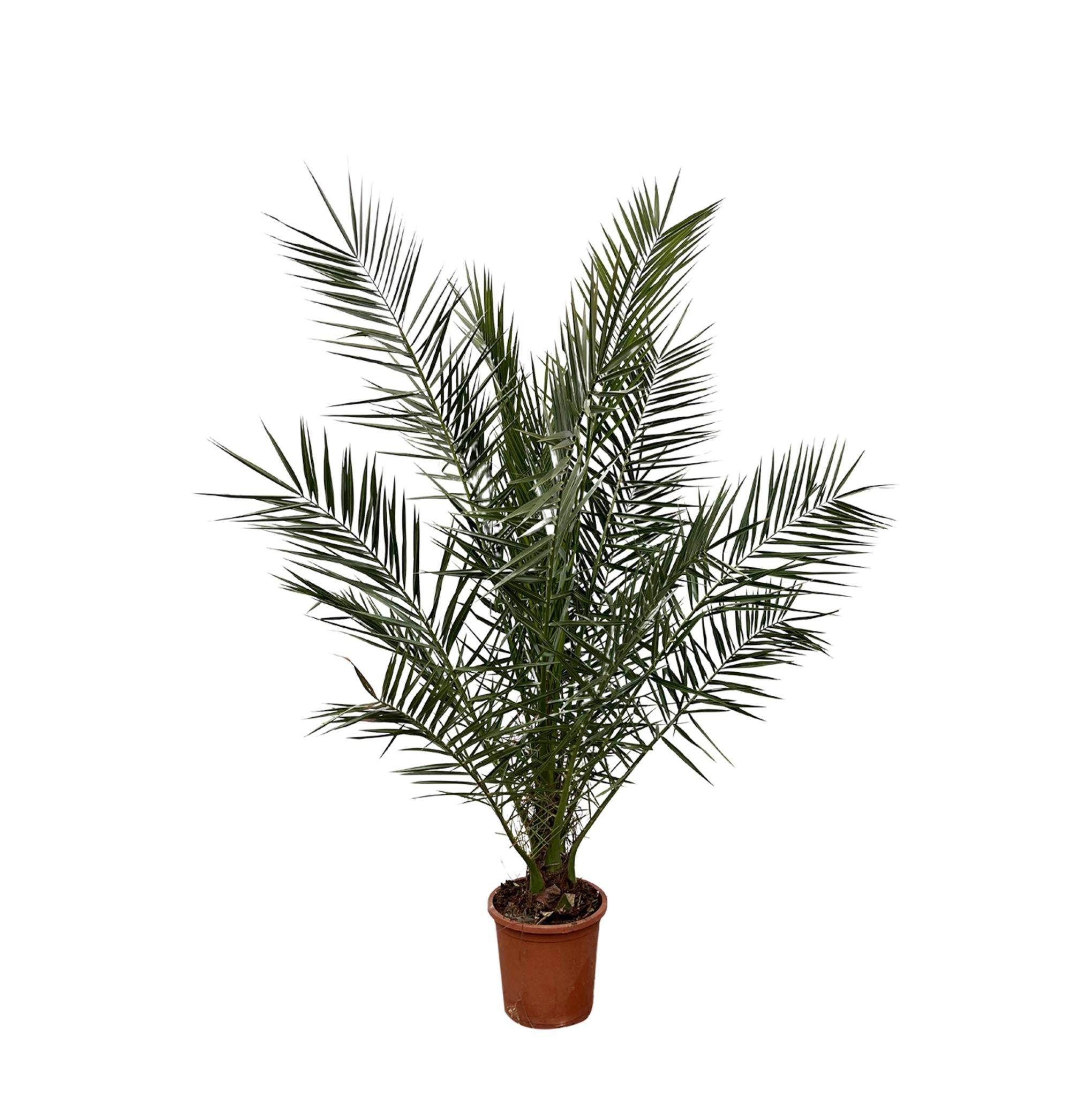 Phoenix Canariensis - 180cm - Ø25