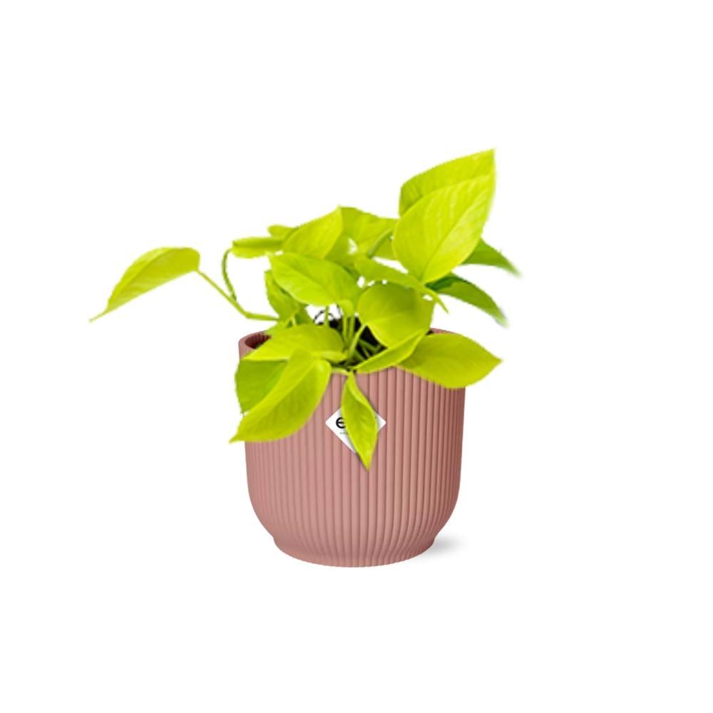 Efeutute - Epipremnum Aureum Pinnatum 'Golden Pothos' in ELHO Vibes Fold 14cm Topf rosa