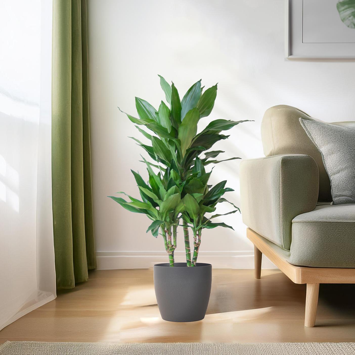 Drachenbaum - Dracaena Janet Lindt mit Viber Topf grau - 95cm - Ø21