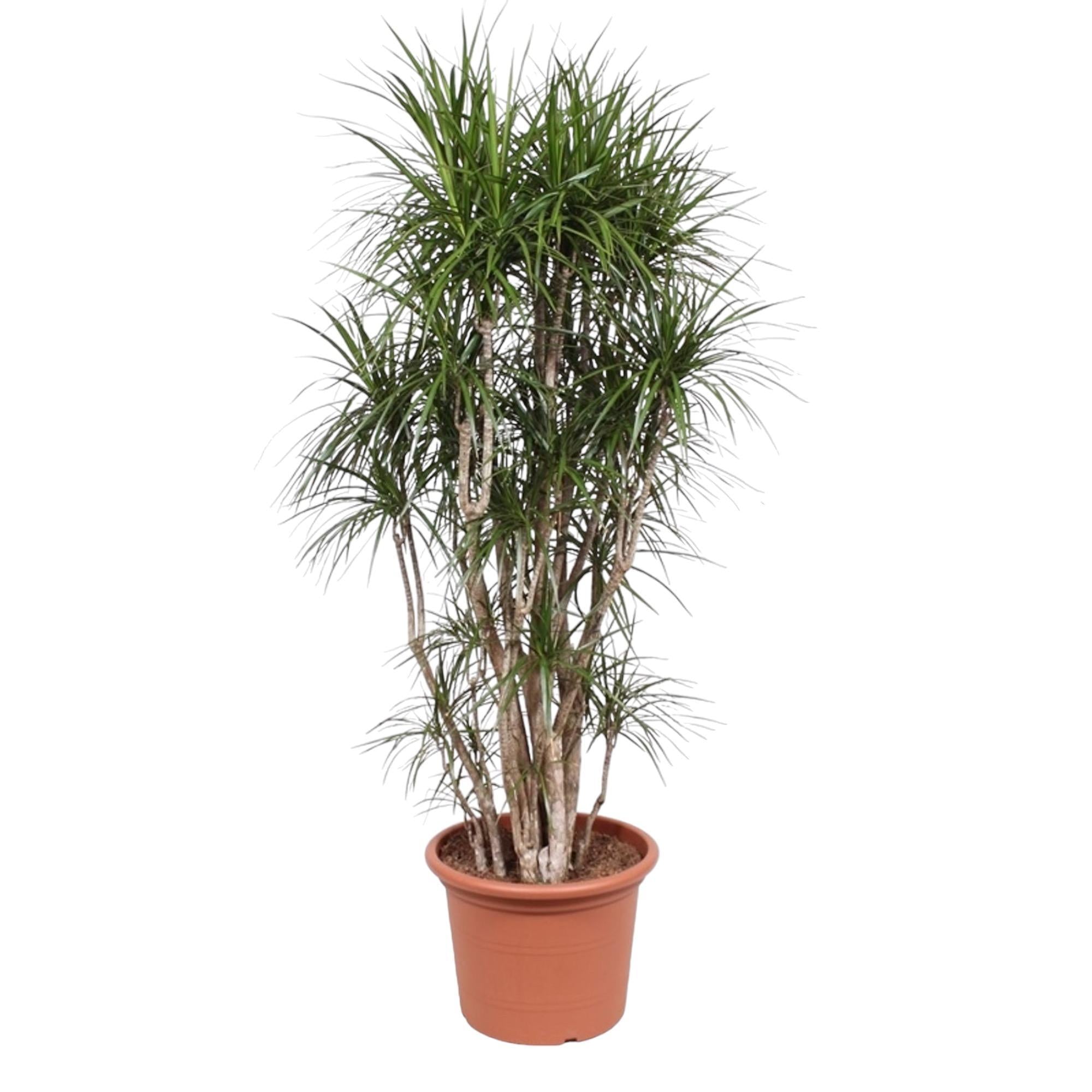 Drachenbaum Marginata - Dracaena Marginata verzweigt- 210 cm - ø50