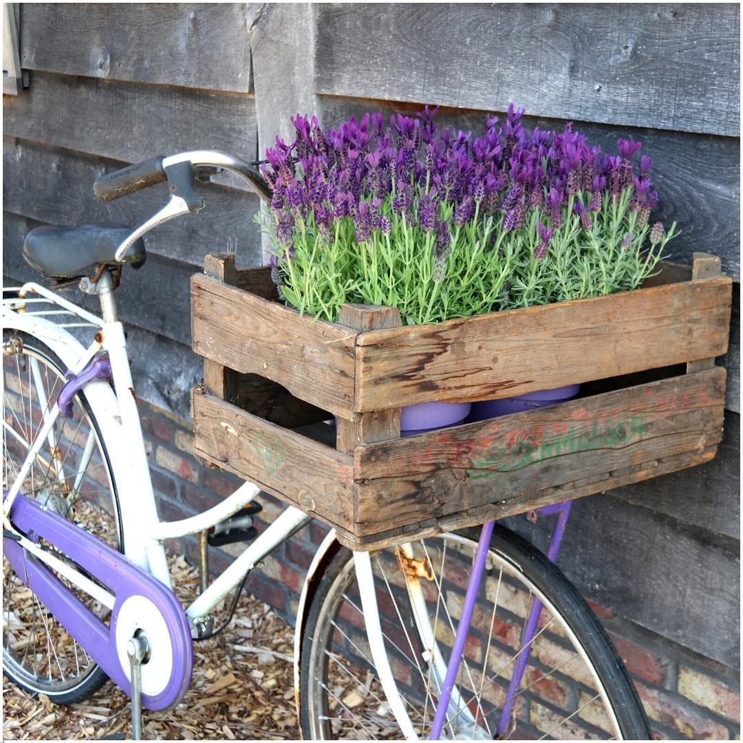 Lavendel - Lavandula stoechas Anouk - im Dekotopf 'Old Look' - 13 cm Topf   3 Stück