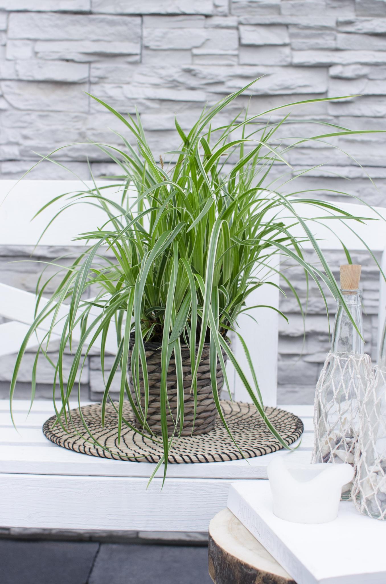 Ziergras - Carex morrowii 'Ice Dance' - ↨30cm - Ø14