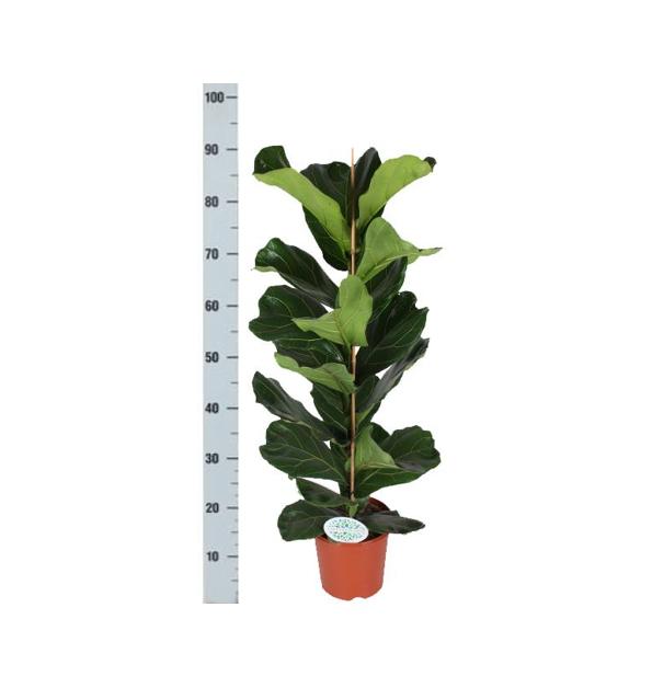 Geigenfeige - Ficus Lyrata – Ø21 cm – ↕90 cm im Vibes Topf weiß