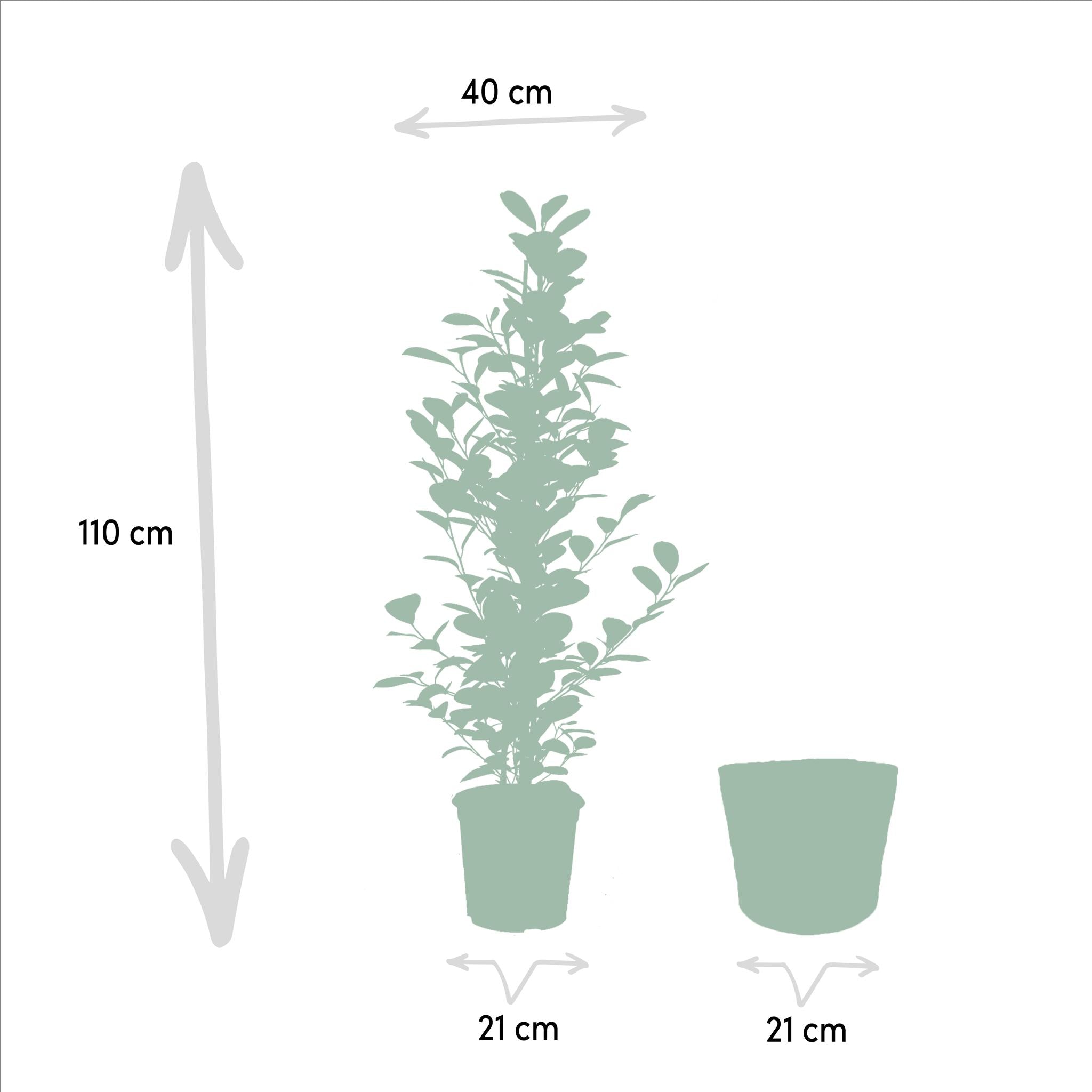 Birkenfeigen Mix - Ficus Benjamina Danielle - Ø21cm - ↕95cm + Ficus Benjamina Twilight - Ø21cm - ↕95cm + Ficus Microcarpa Moclame - Ø21cm - ↕95cm + Korb Selin