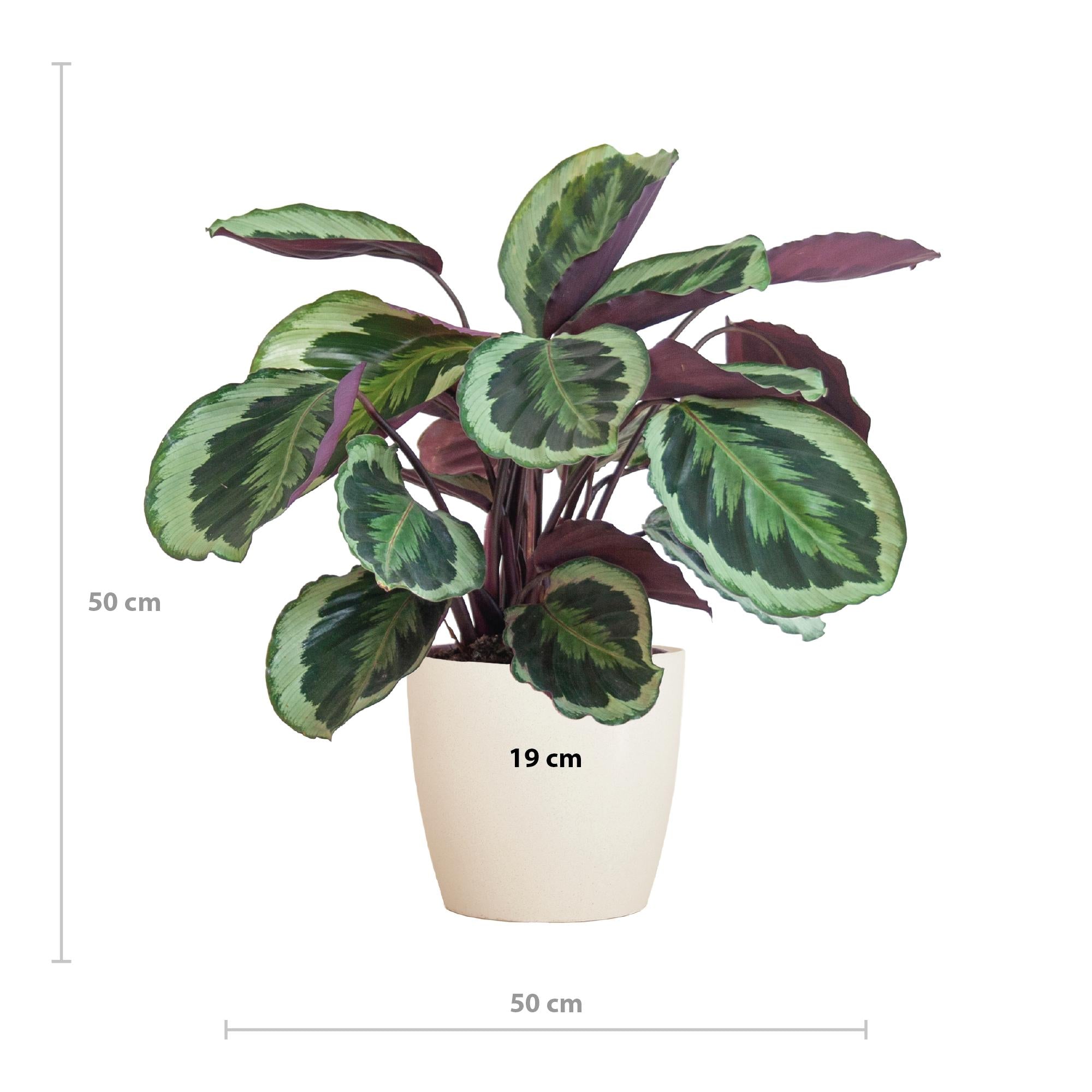 Pfauenpflanze - Calathea Medaillon mit Viber Topf weiß - 65cm - Ø21