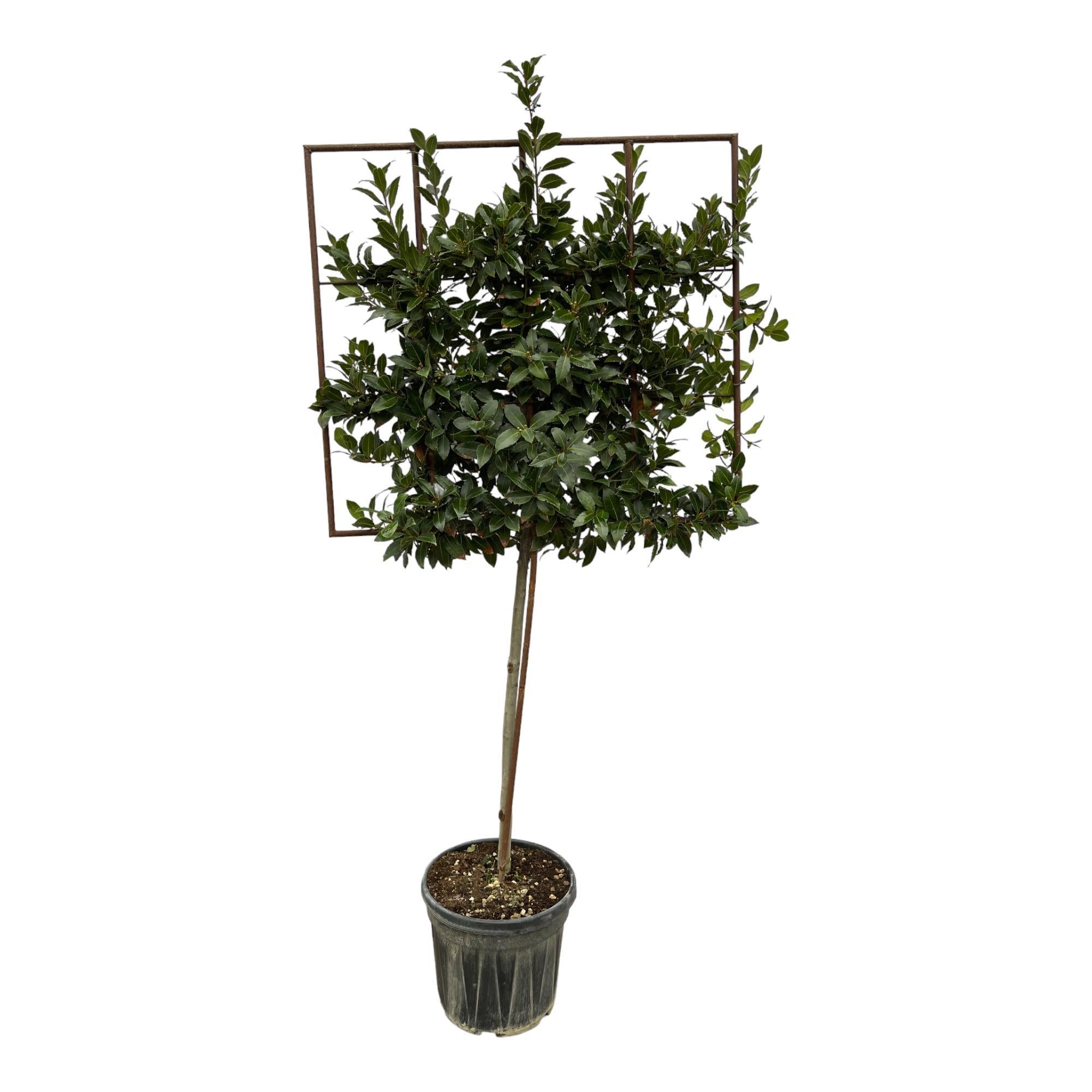 Lorbeerstrauch - Laurus Nobilis Baum auf Gestell – 225 cm – Ø40 cm