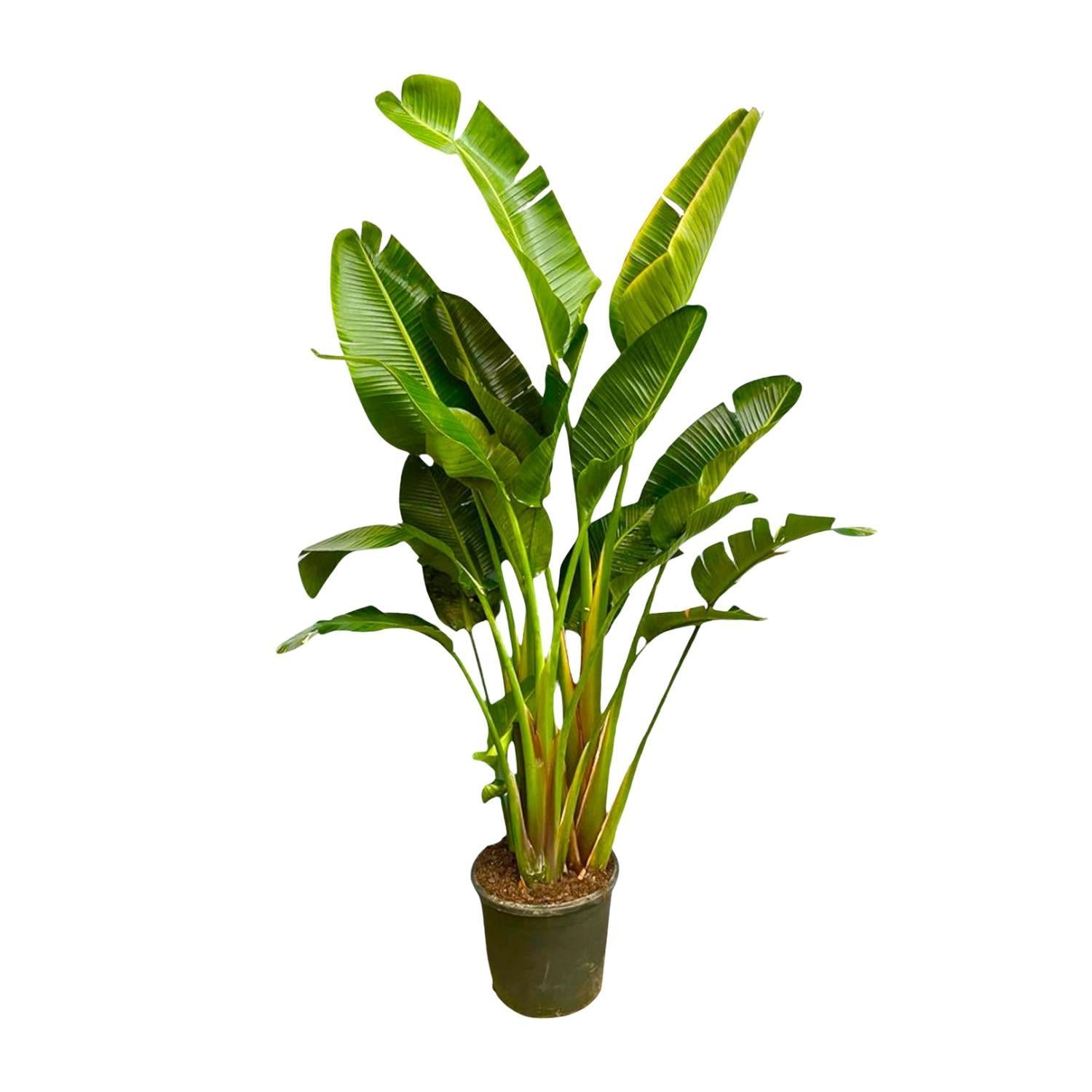 Strelitzia Augusta multistam XXL - 250 cm - ø50