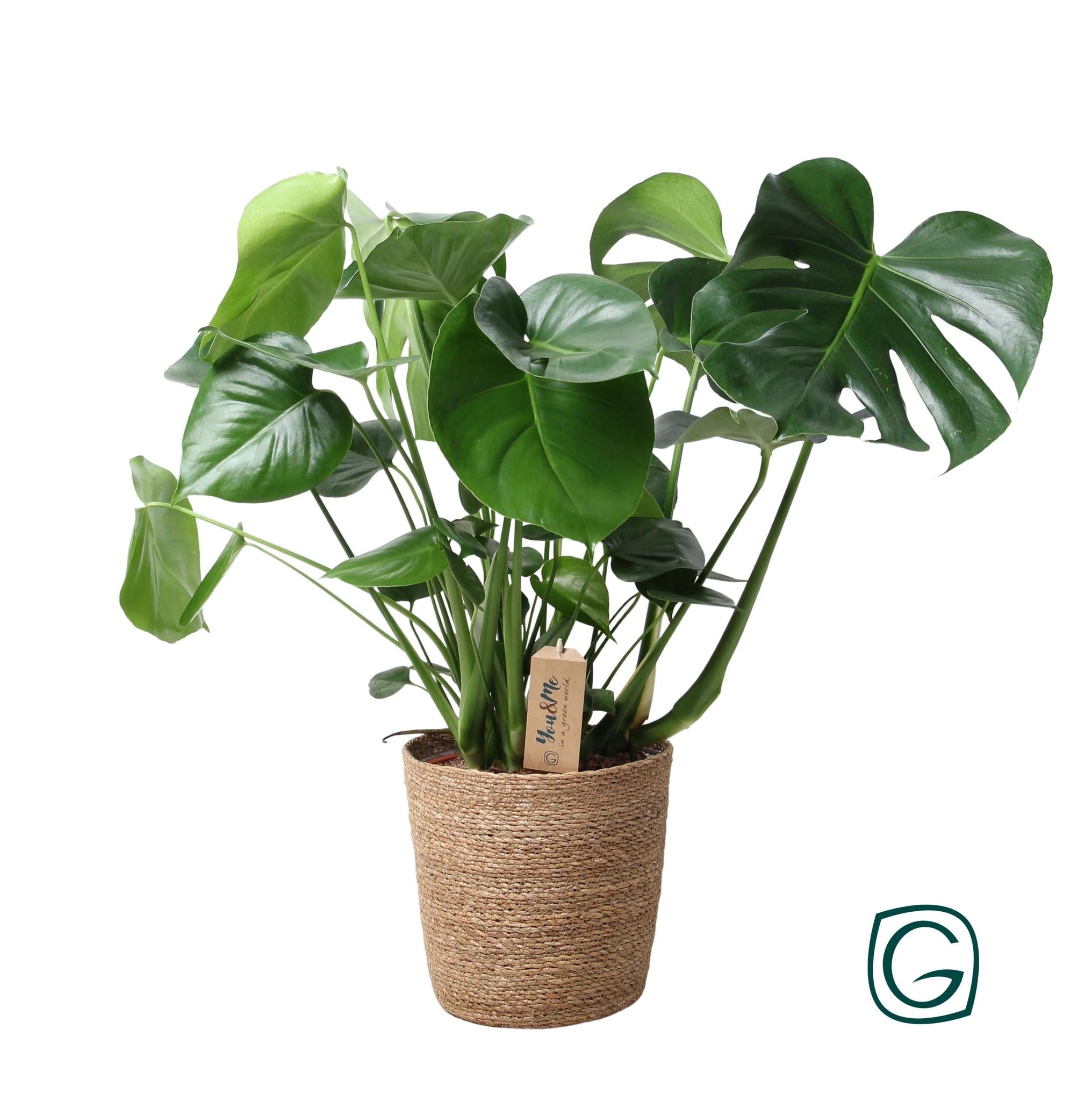 Monstera In Natuurlijke Mand - Ø21cm - ↕60cm