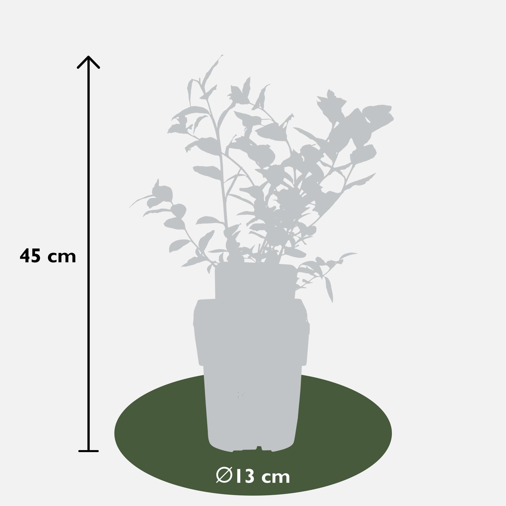 Vaccinium corymbosum 'Reka' - ↨45cm - Ø13