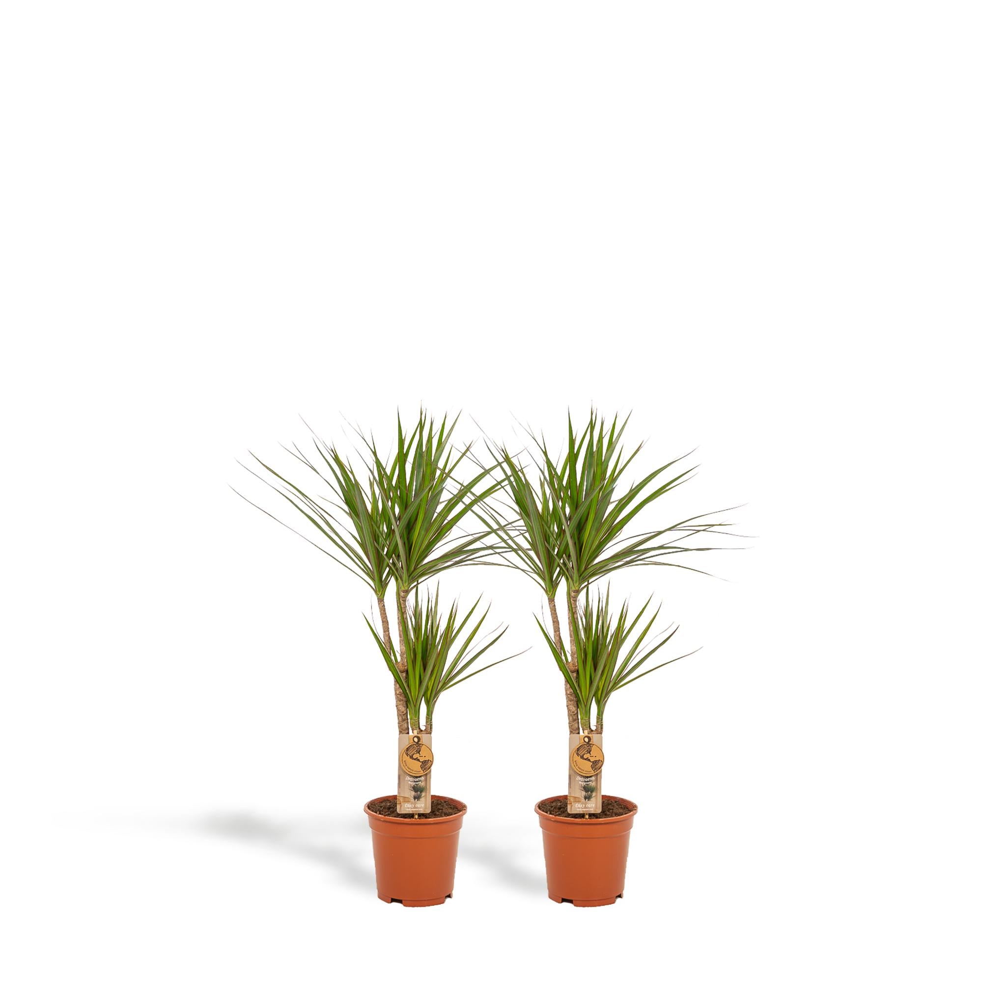 Drachenbaum -  Dracaena   ↨90cm - Ø17cm