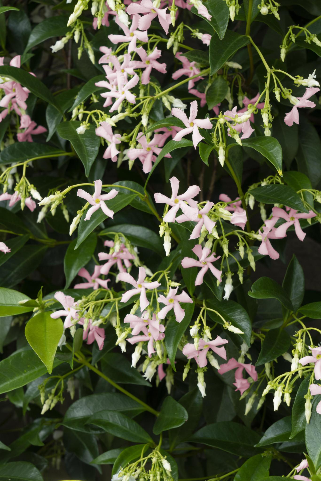 Sternjasmin - Trachelospermum 'Star of Ibiza' - Toskanischer Jasmin Rosa und weiß - Ø15cm - ↕65cm