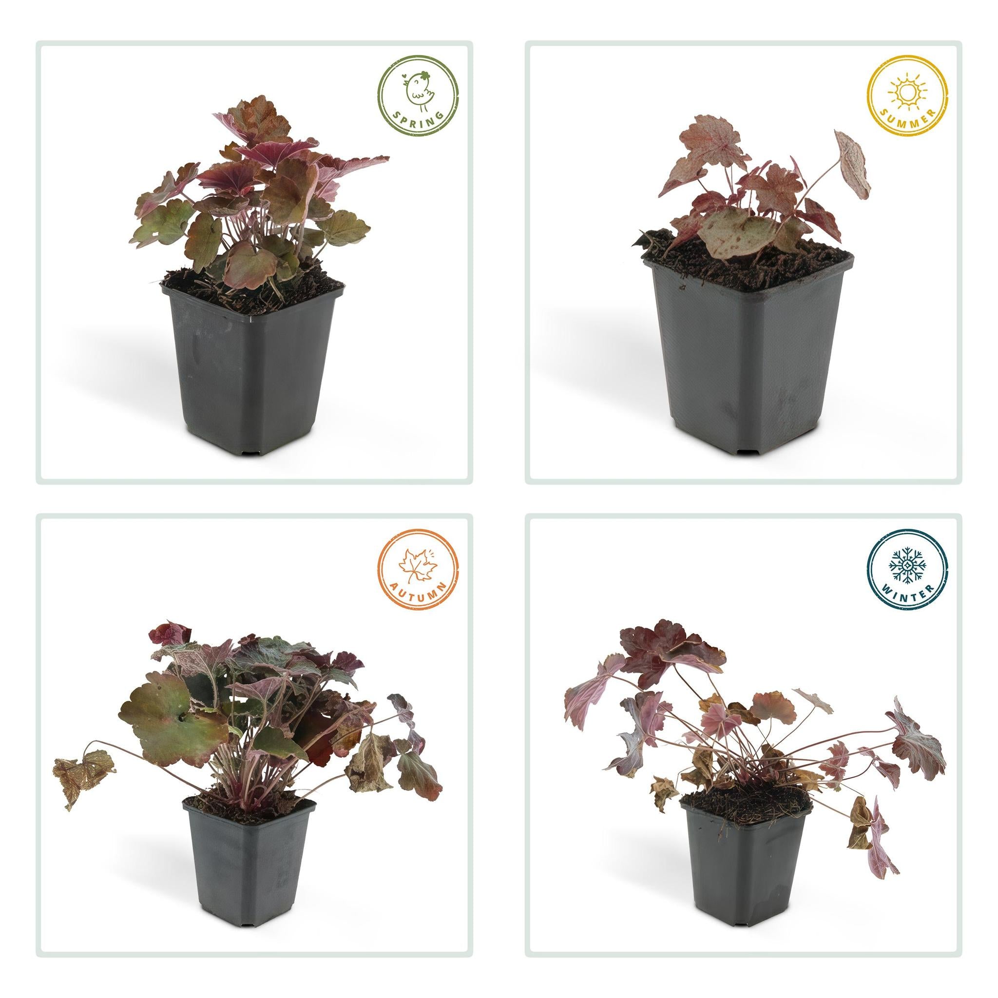 Purpurglöckchen -  Heuchera Micrantha 'Palace Purple' - ↕25cm - Ø9cm   20 Stück