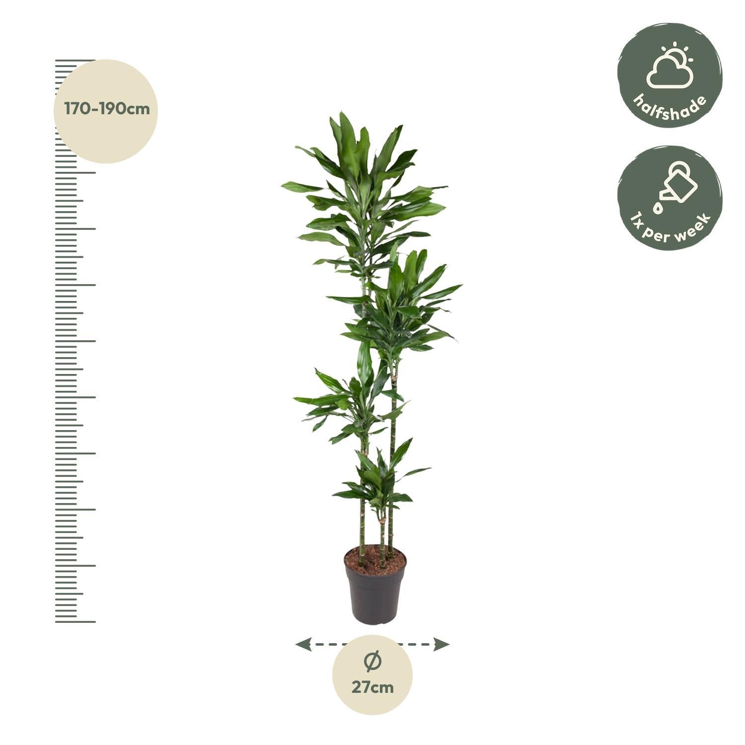 Drachenbaum - Dracaena Janet Lind - 180 cm - ø27