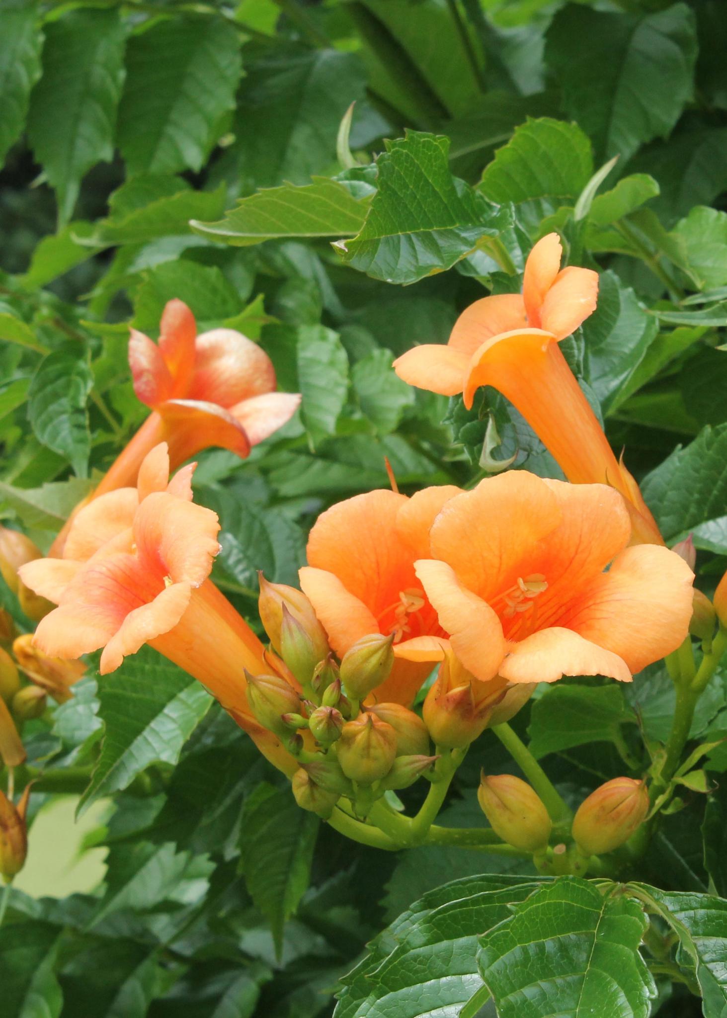 Trompetenblume Campsis 'Indian Summer' orange 2 Stück- ↨65cm - Ø15