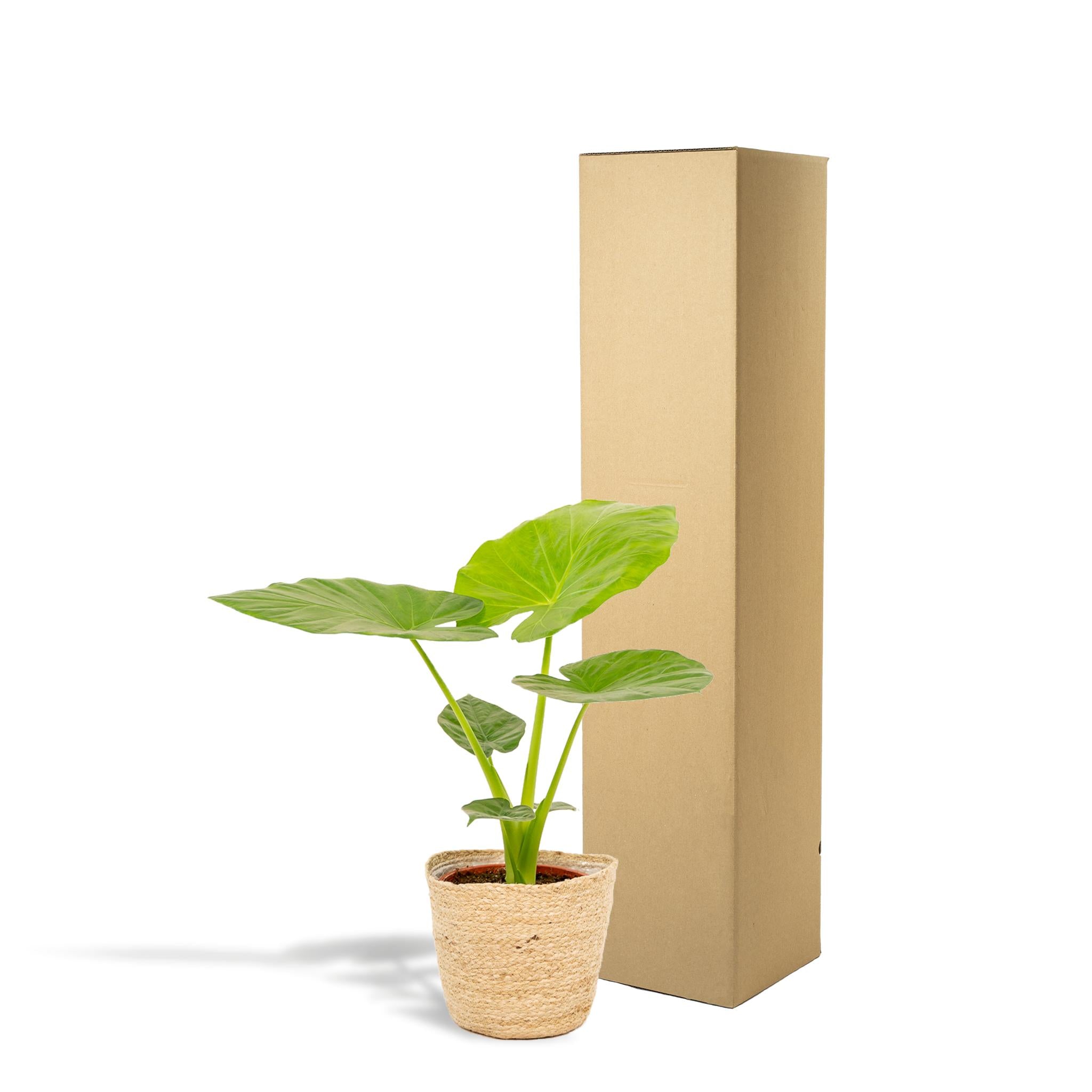 Riesenelefantenohr - Alocasia Macrorrhiza - Ø19cm - ↕70cm + Korb Selin