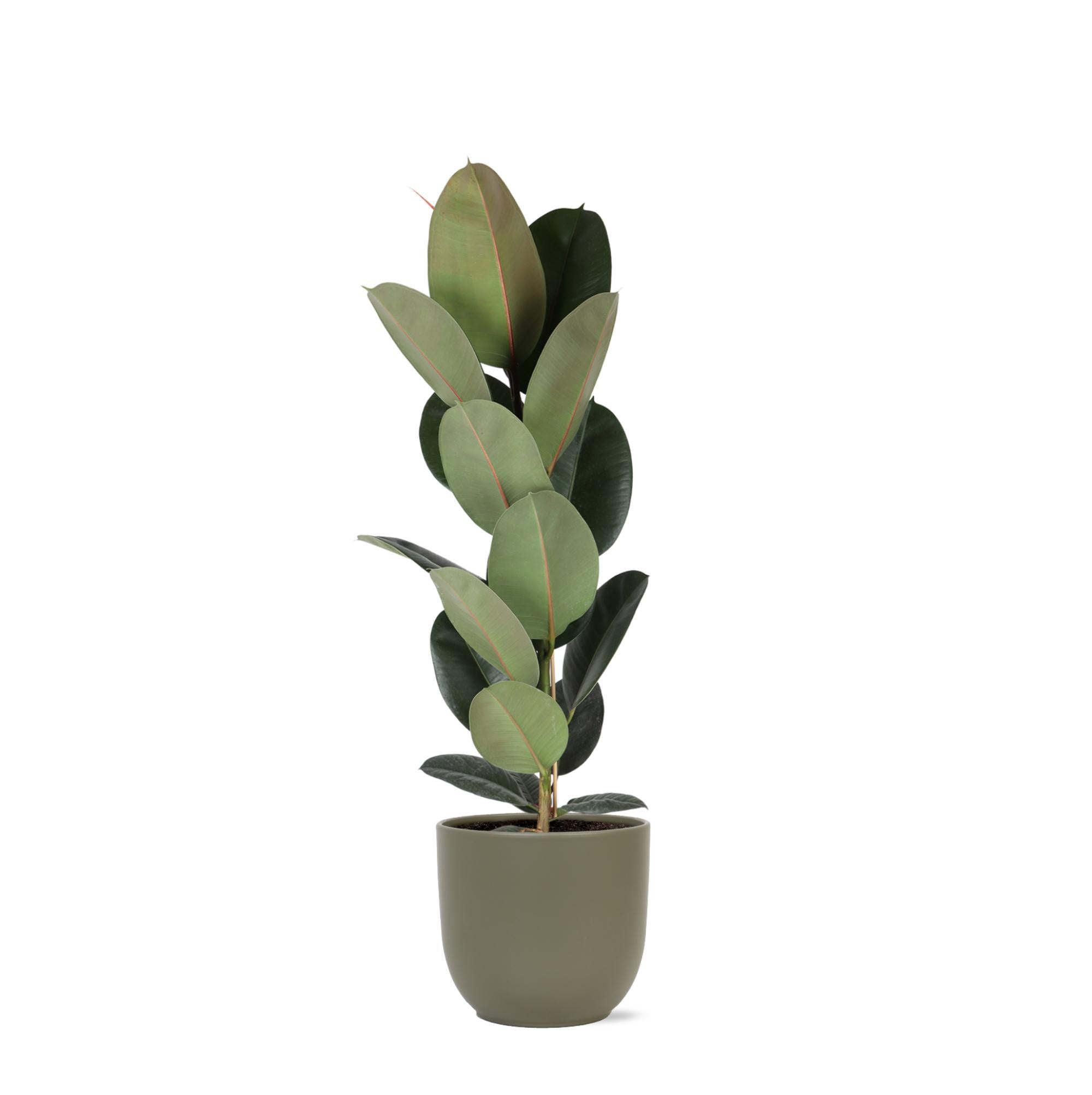 Gummibaum Ficus Elastica Robusta - Ø21cm - ↕90cm in Boule olive Topf