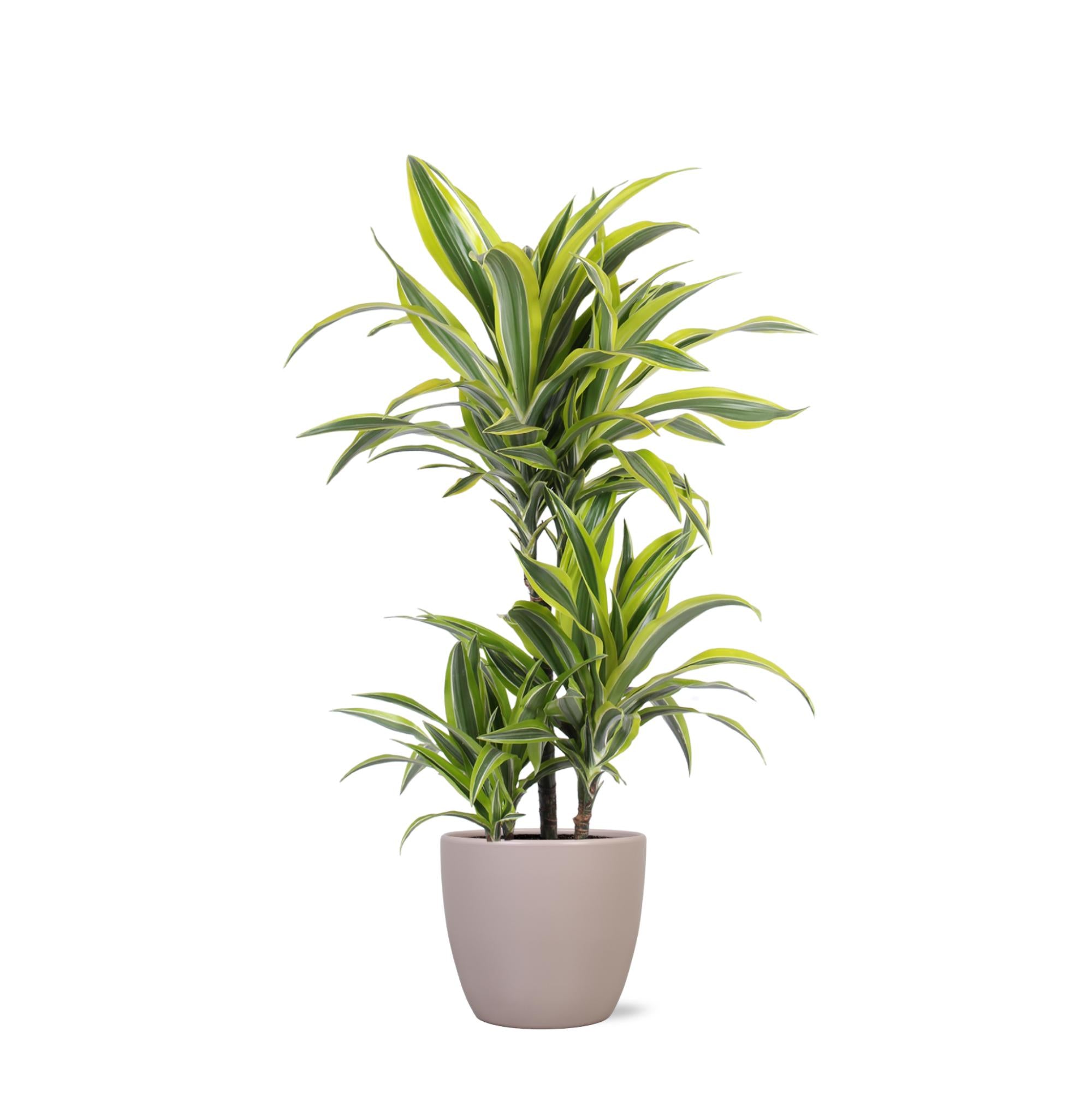 Drachenbaum Lemon Lime - Dracaena Lemon Lime Ø21cm - ↕65cm in Boule Topf Taube