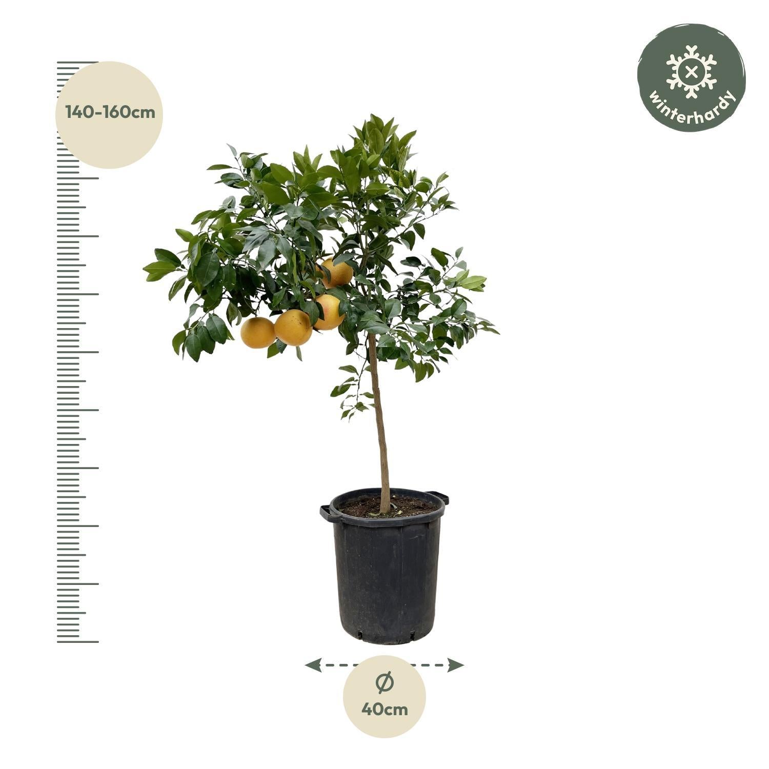 Grapefruitbaum - Citrus Pompelmo - 150 cm - ø40