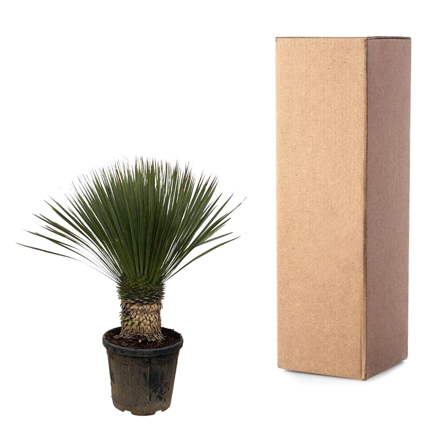 Yucca Rostrata - 110cm - Ø35