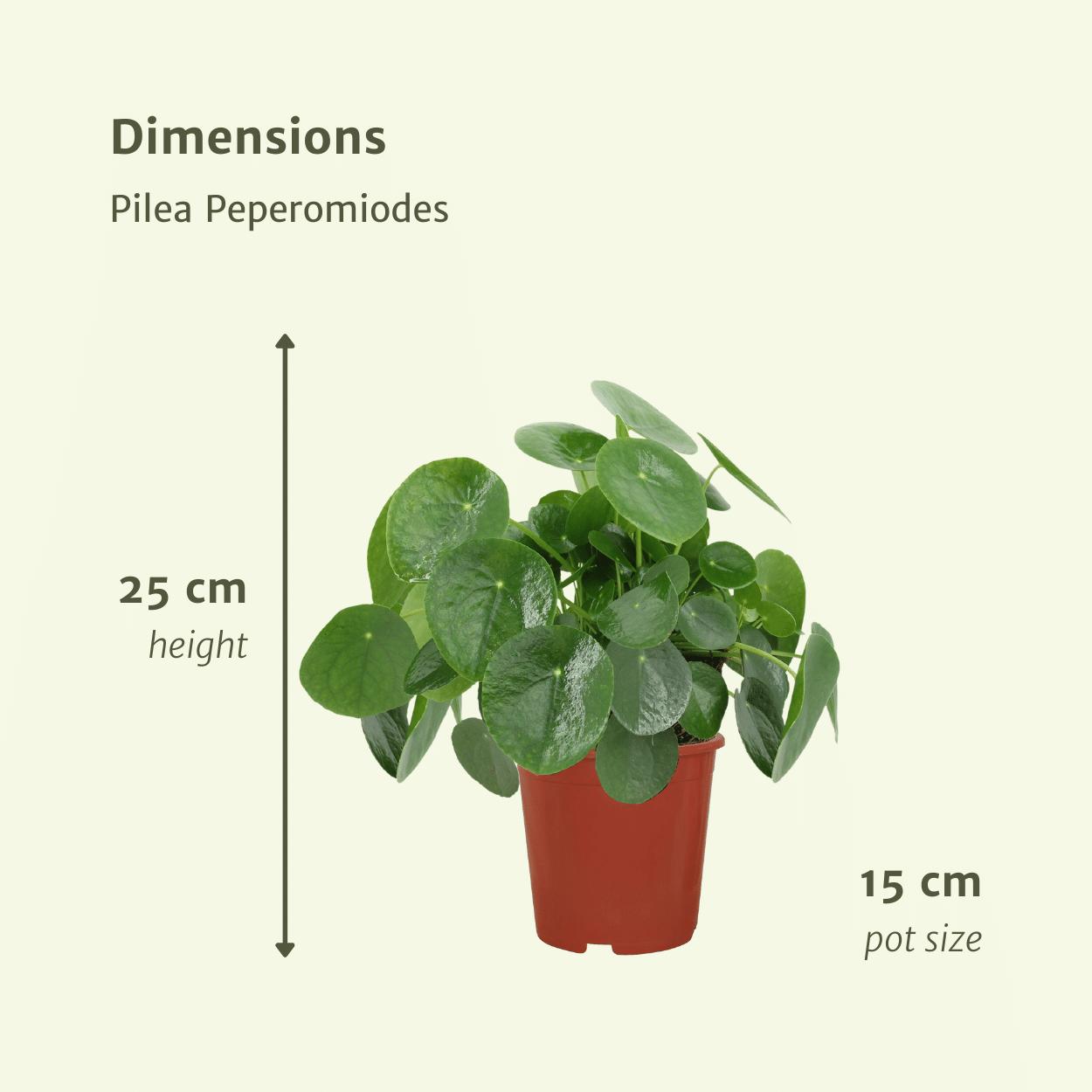 Chinesischer Geldbaum - 2x Pilea Peperomiodes - 25cm - ø15