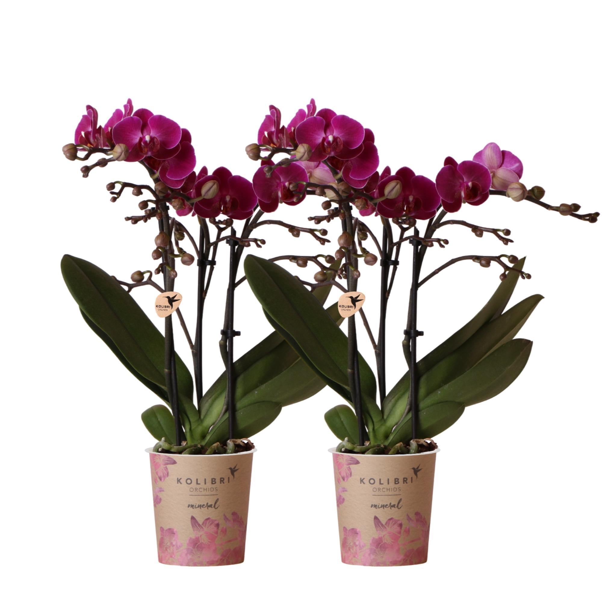 Kolibrie-orchideeën | COMBI DEAL van 2 paarse Phalaenopsis orchideeën - Morelia - potmaat Ø9cm | bloeiende kamerplant - vers van de veredelaar