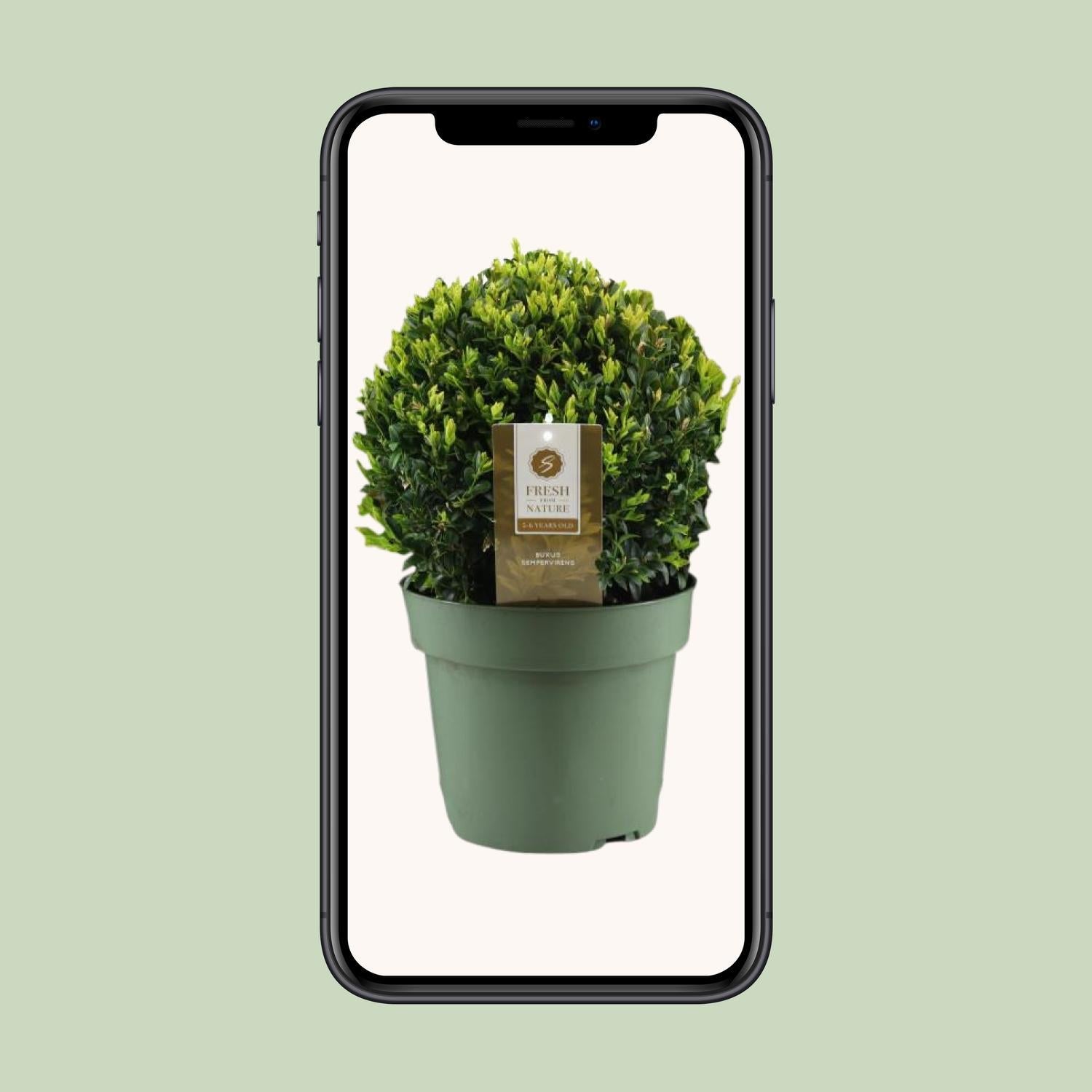 Buxus Sem. Bol Ø25cm P21 - Ø21cm - ↕40cm