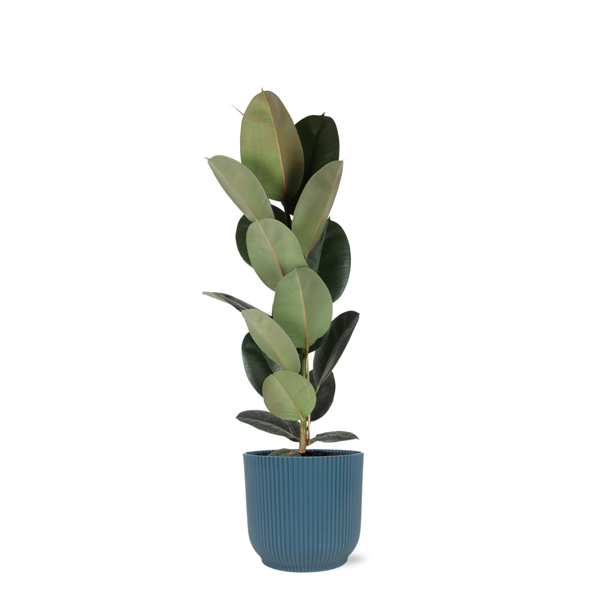 Gummibaum Ficus Elastica Robusta - Ø21cm - ↕90cm in Vibes Topf blau