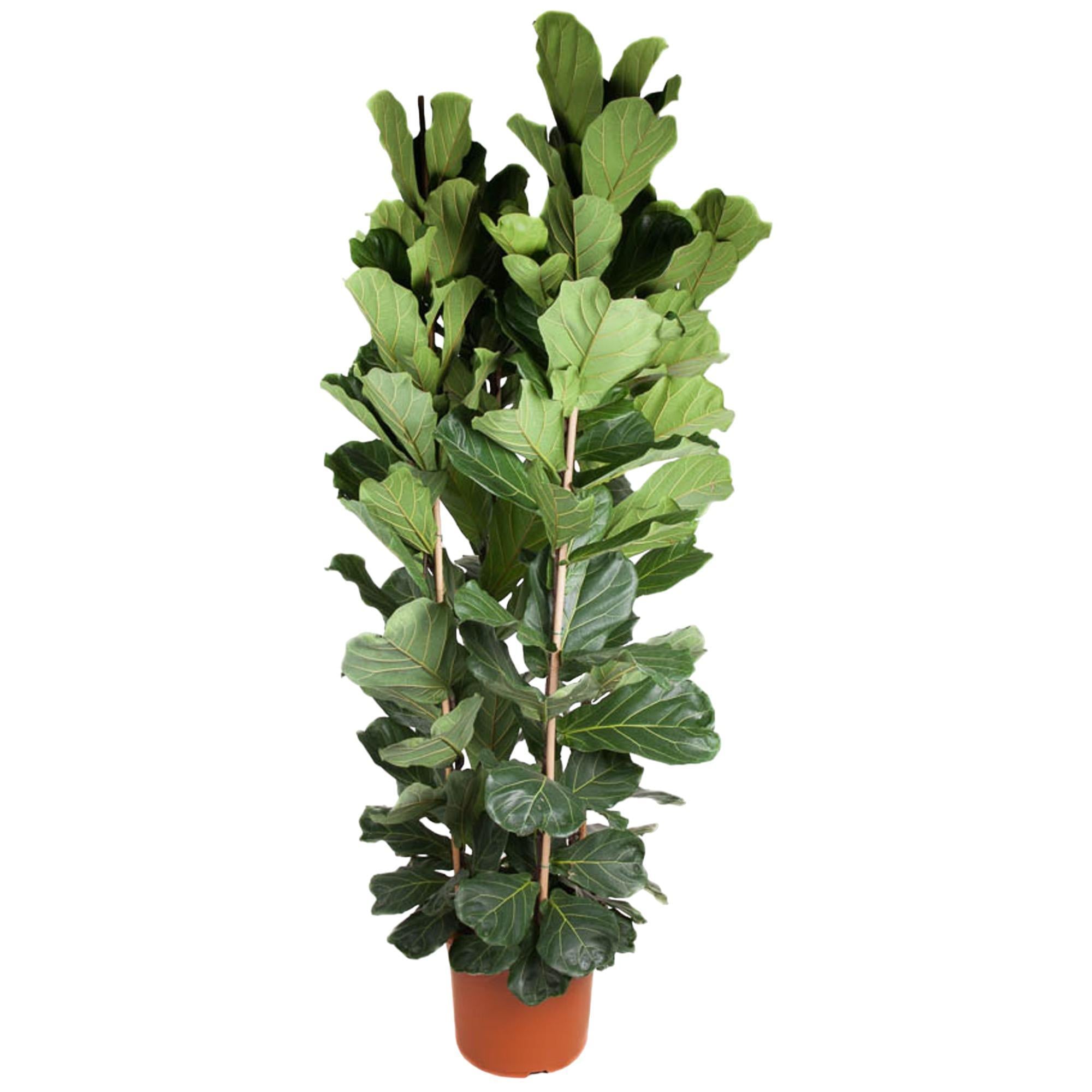 Geigenfeige - Ficus Lyrata Strauch  - 250 cm - ø48