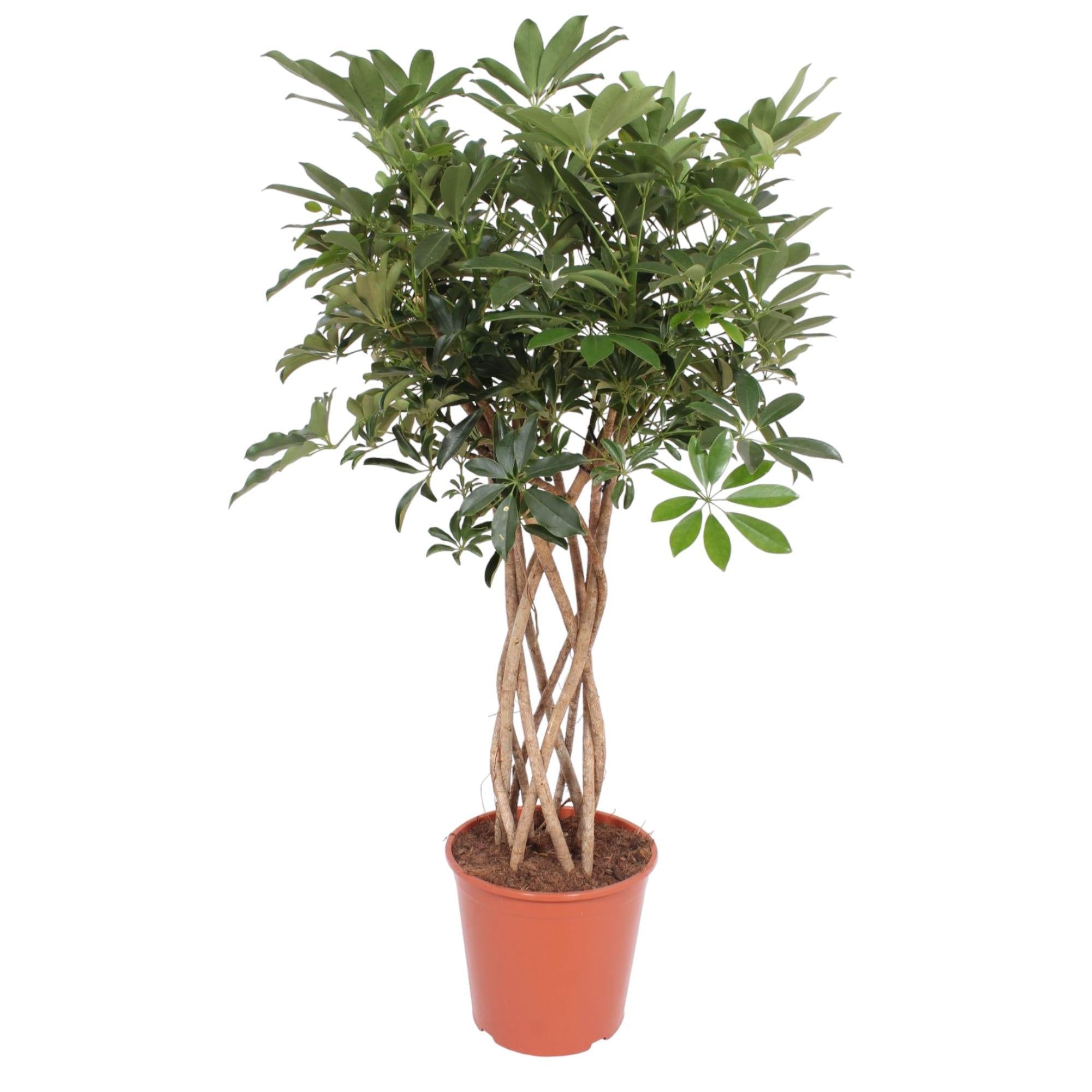 Schefflera Arboricola Compacta geweven stam - 140 cm - ø30