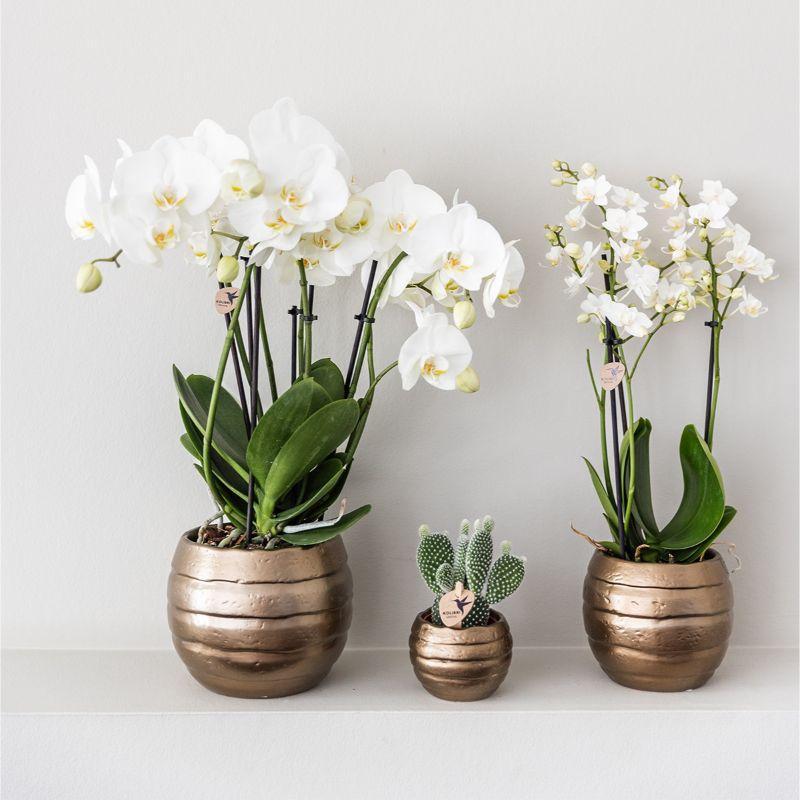 Kolibriebedrijf | Complete plantenset Home Hub | Groene planten met witte Phalaenopsis orchidee inclusief zwarte keramische sierpotten en accessoires