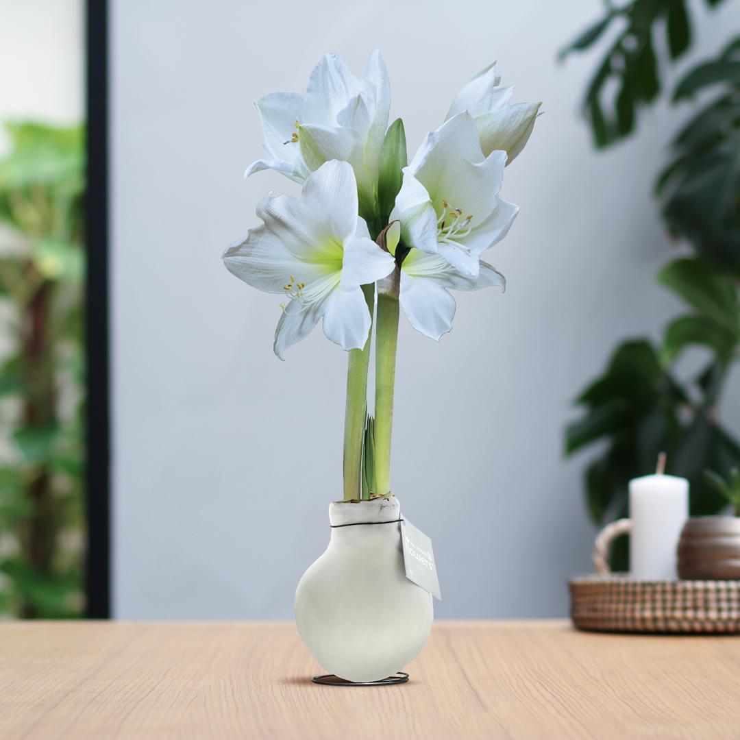 No Water Flowers® (wax amaryllis) | Waxz® Colours - White + White flower